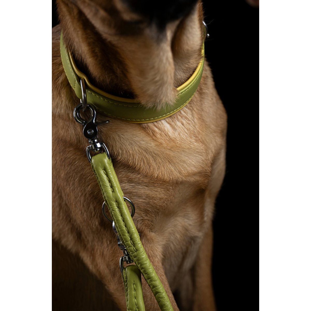 AMICI Lemon - Elegante Rundleine für modebewusste Hundefreunde - Tiny Paws Boutique