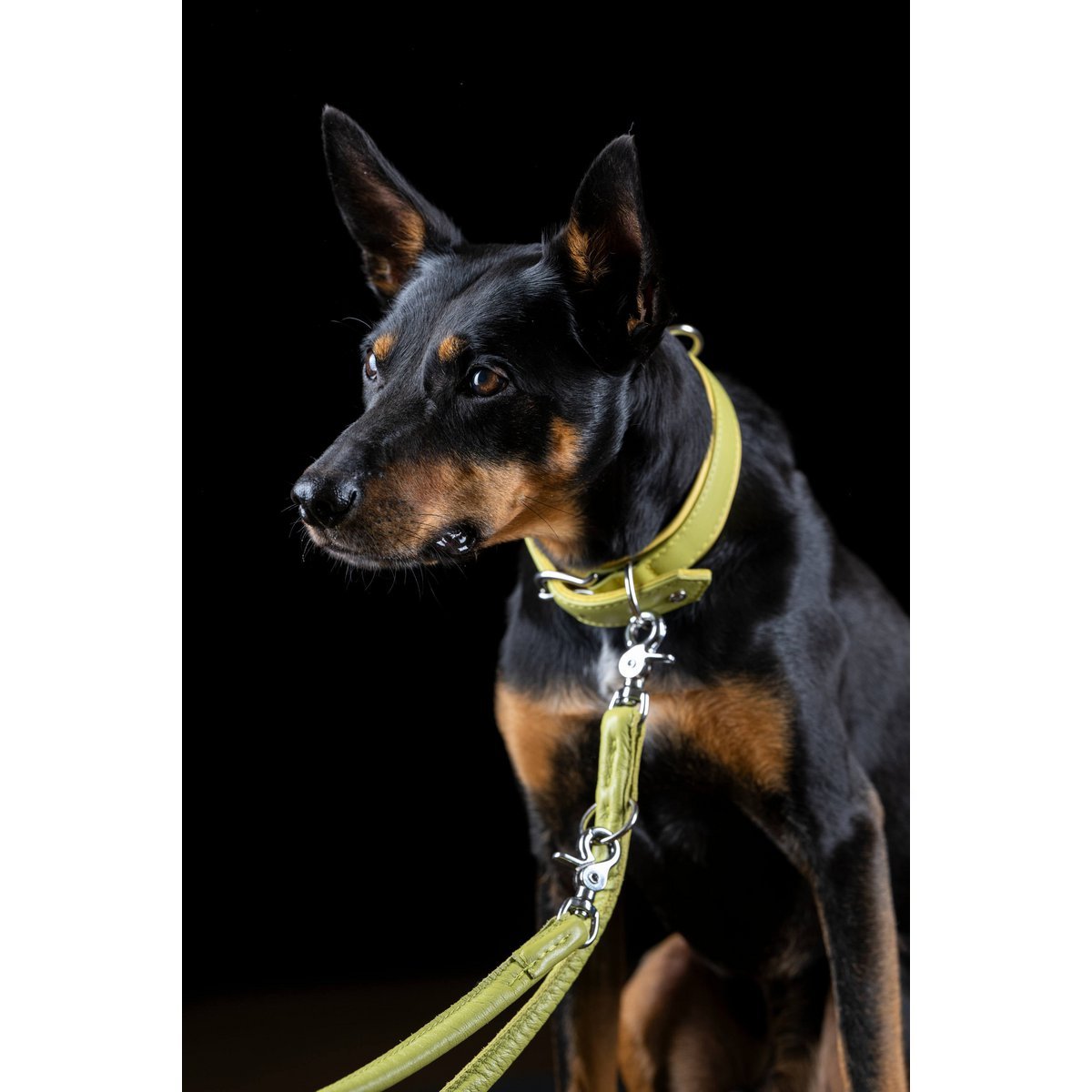 AMICI Lemon - Elegante Rundleine für modebewusste Hundefreunde - Tiny Paws Boutique