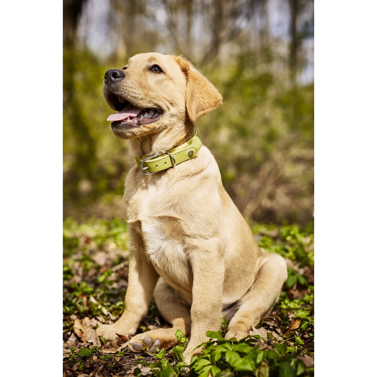 AMICI Lemon - Stilvolles Nappa - Halsband für modebewusste Hundefreunde - Tiny Paws Boutique