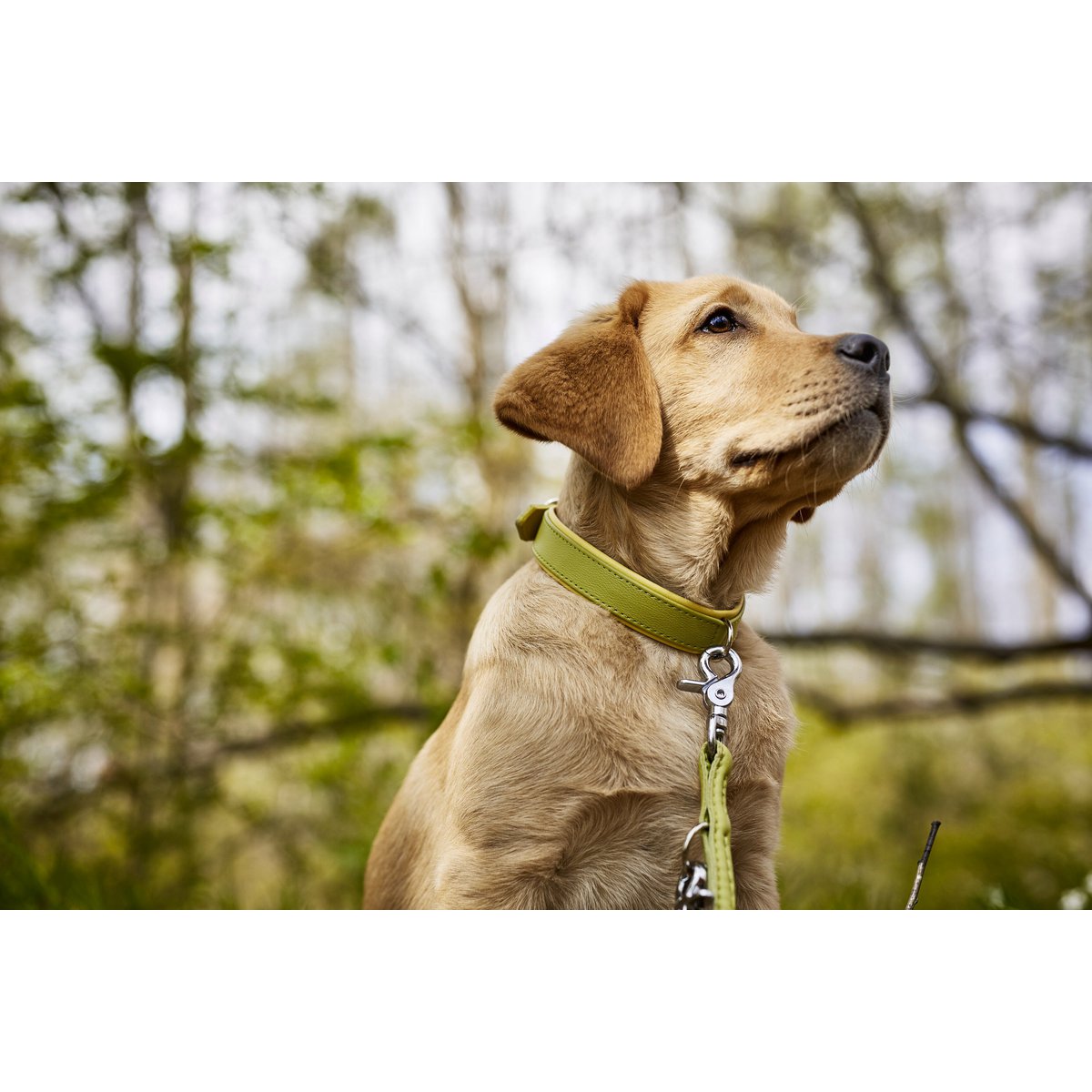 AMICI Lemon - Stilvolles Nappa - Halsband für modebewusste Hundefreunde - Tiny Paws Boutique