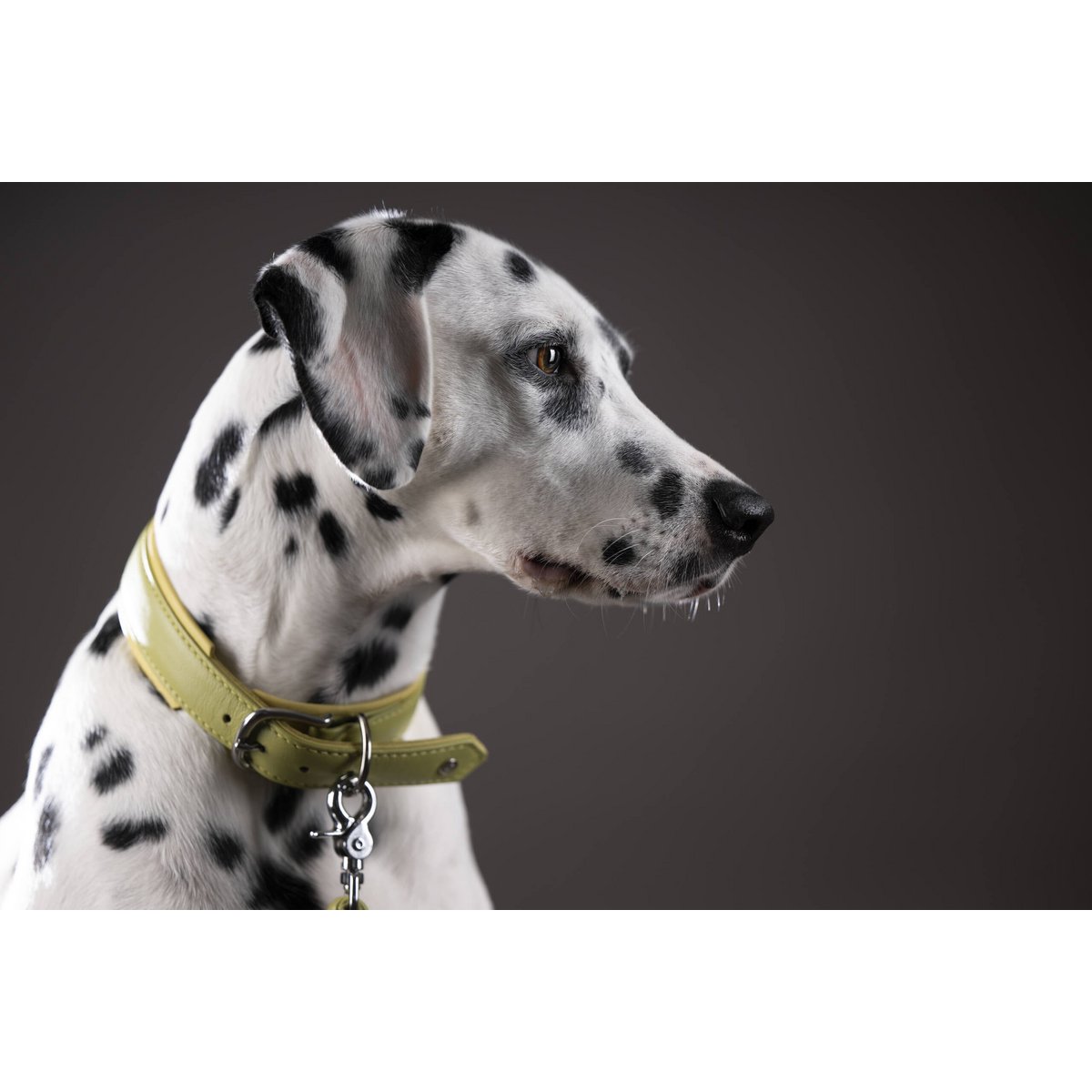 AMICI Lemon - Stilvolles Nappa - Halsband für modebewusste Hundefreunde - Tiny Paws Boutique