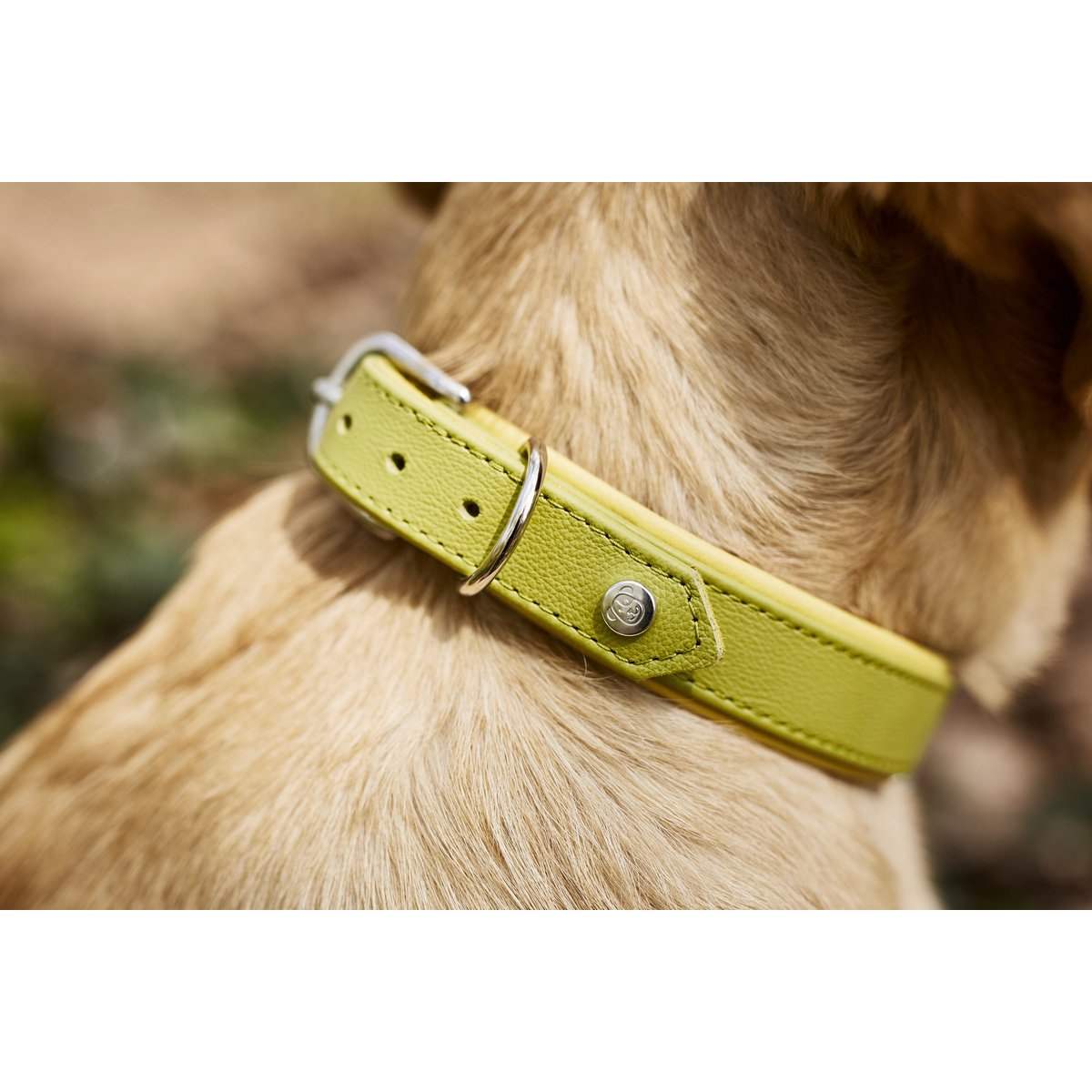 AMICI Lemon - Stilvolles Nappa - Halsband für modebewusste Hundefreunde - Tiny Paws Boutique