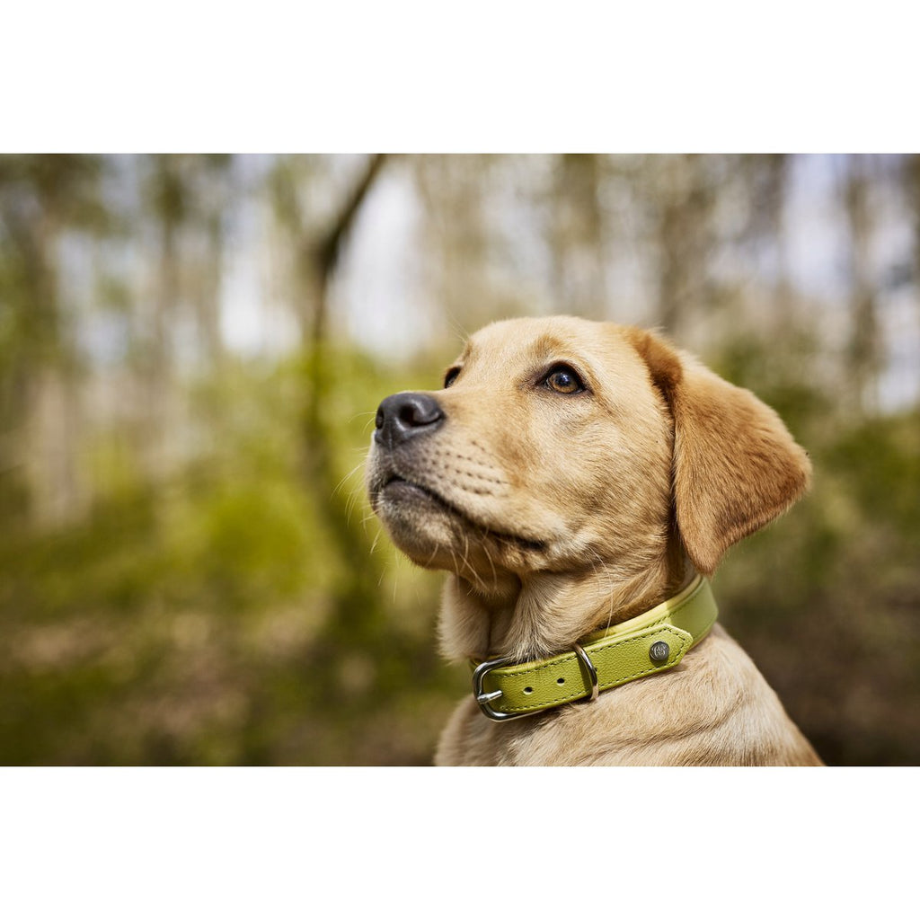 AMICI Lemon - Stilvolles Nappa - Halsband für modebewusste Hundefreunde - Tiny Paws Boutique