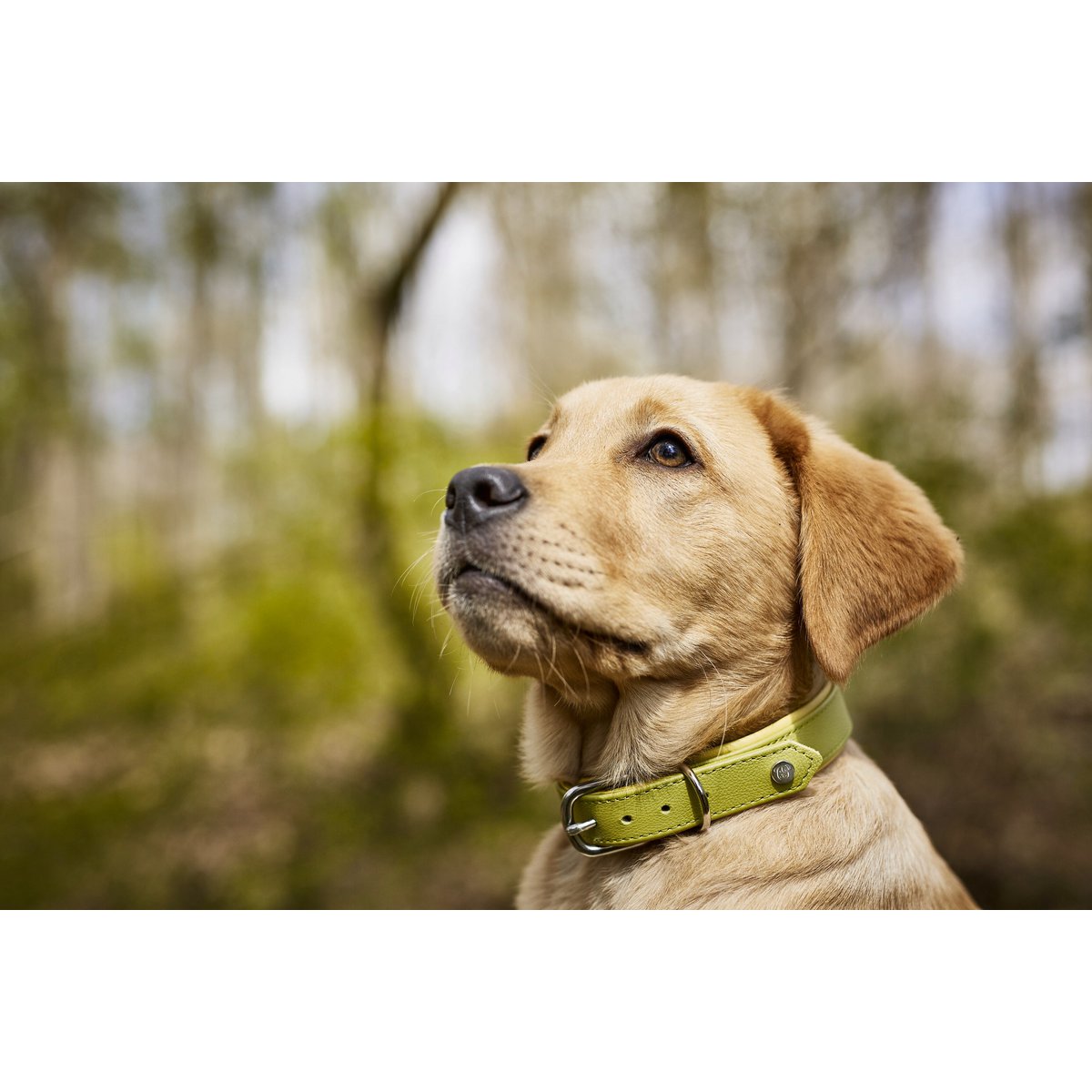 AMICI Lemon - Stilvolles Nappa - Halsband für modebewusste Hundefreunde - Tiny Paws Boutique