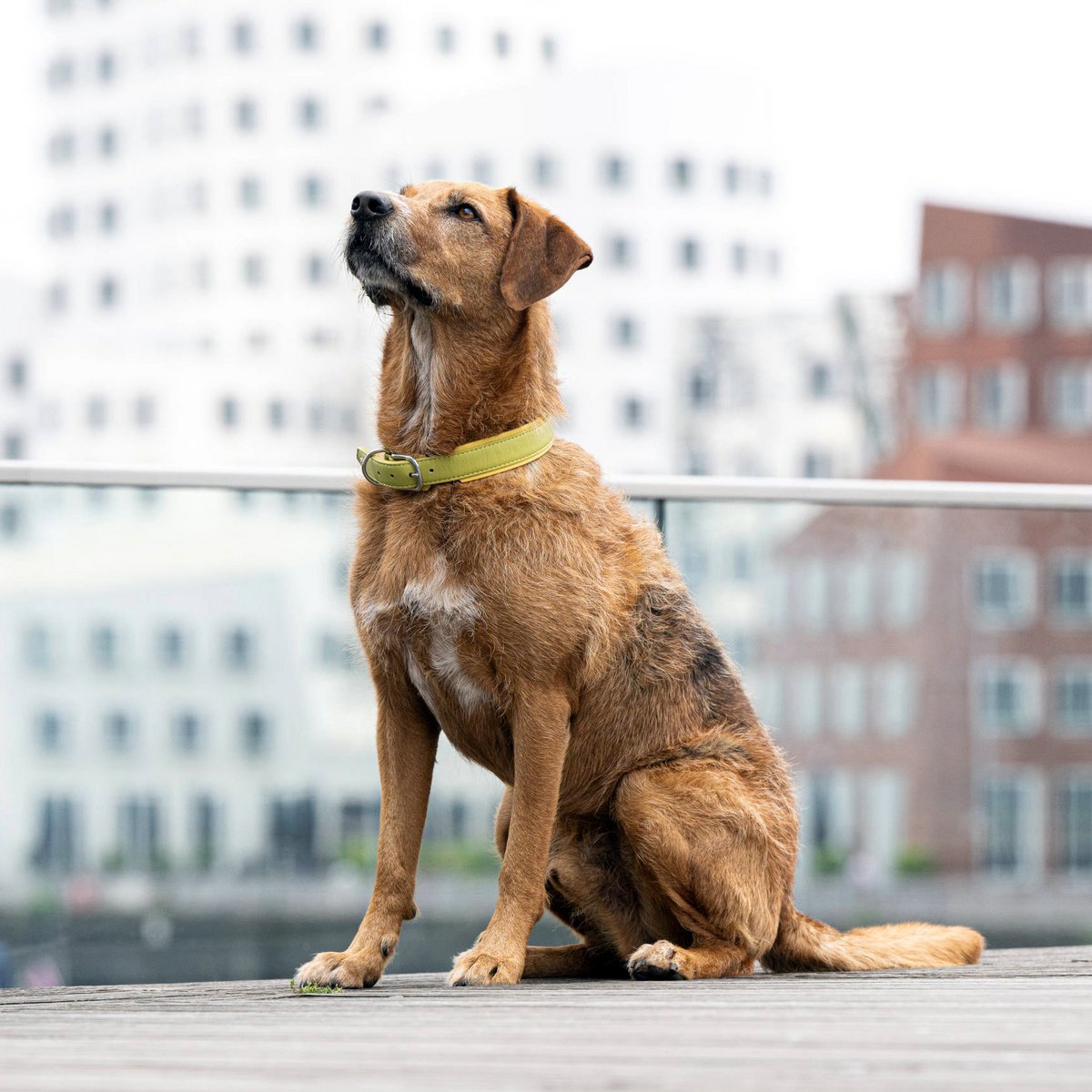AMICI Lemon - Stilvolles Nappa - Halsband für modebewusste Hundefreunde - Tiny Paws Boutique