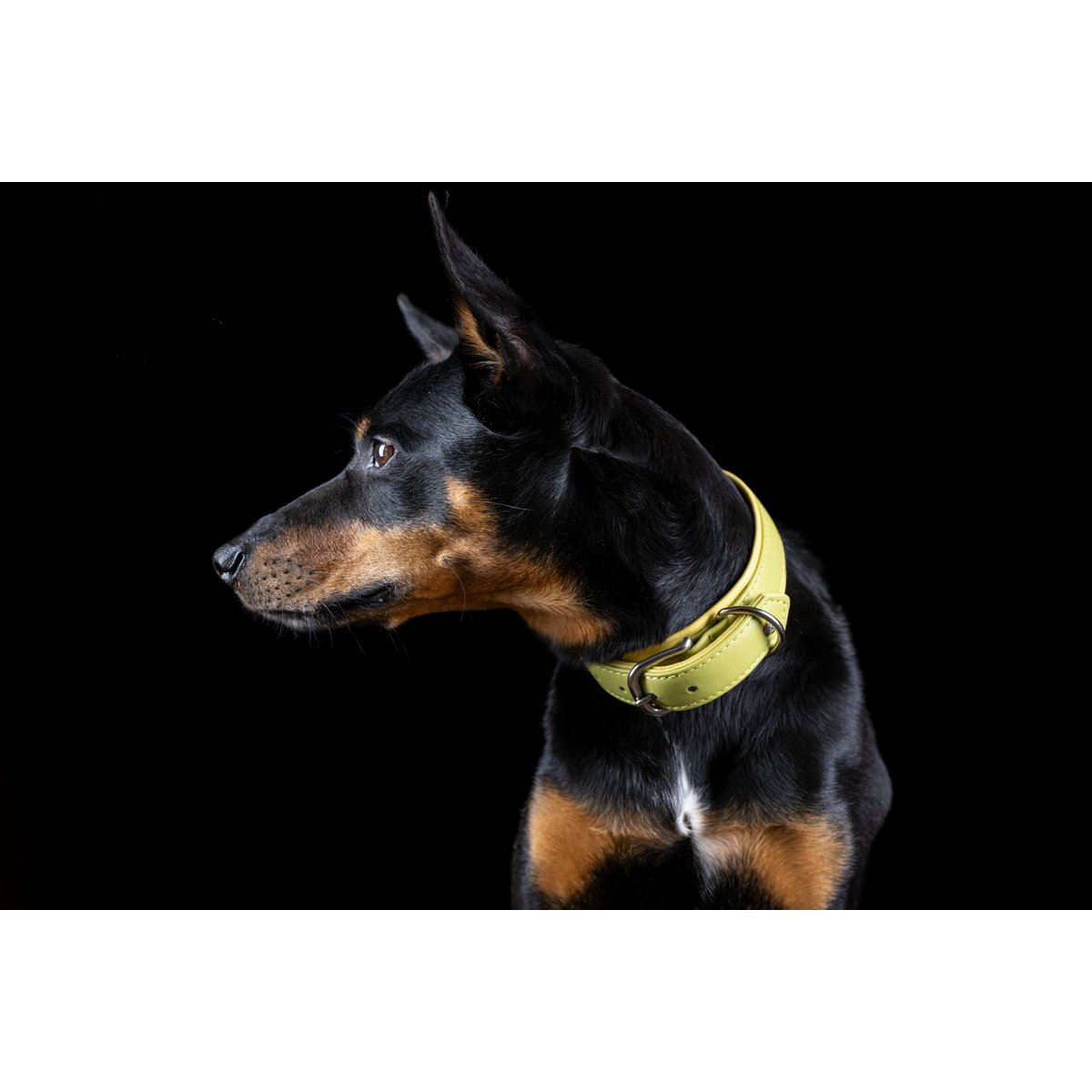 AMICI Lemon - Stilvolles Nappa - Halsband für modebewusste Hundefreunde - Tiny Paws Boutique