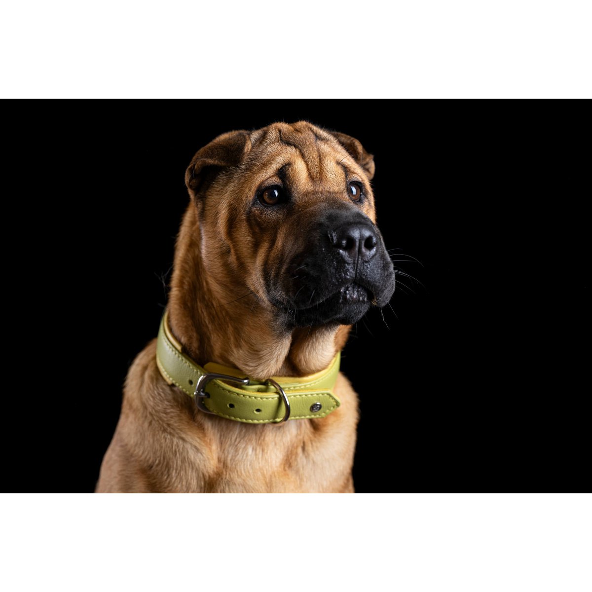AMICI Lemon - Stilvolles Nappa - Halsband für modebewusste Hundefreunde - Tiny Paws Boutique