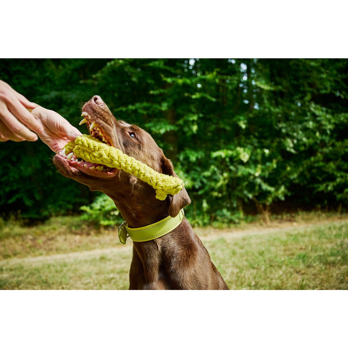 AMICI Lemon - Stilvolles Nappa - Halsband für modebewusste Hundefreunde - Tiny Paws Boutique