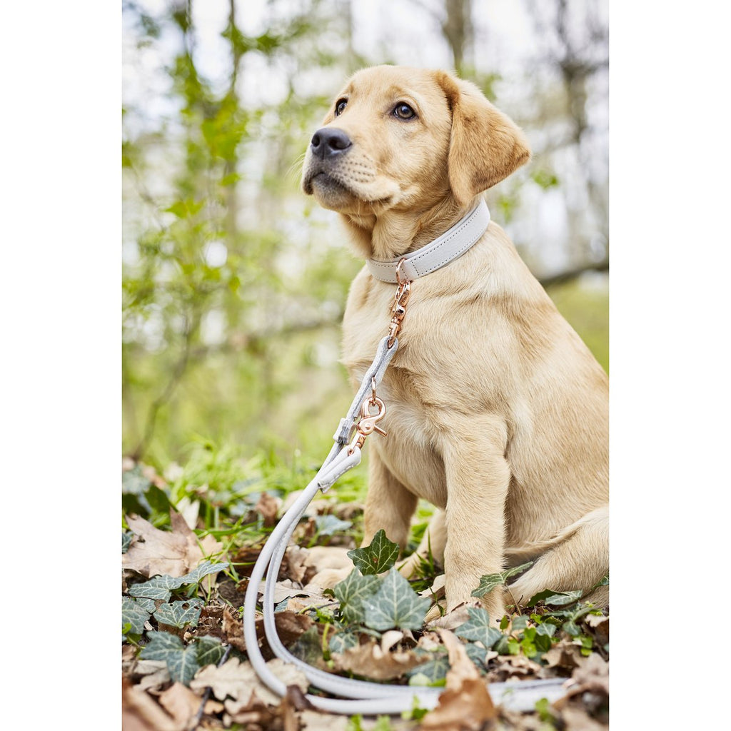 AMICI Light Grey - Elegante Rundleine für modebewusste Hundefreunde - Tiny Paws Boutique