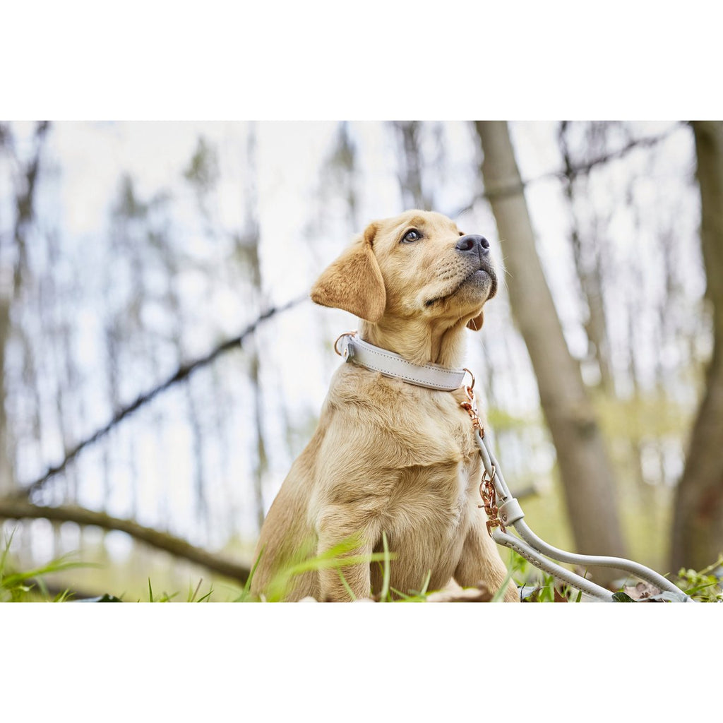 AMICI Light Grey - Elegante Rundleine für modebewusste Hundefreunde - Tiny Paws Boutique
