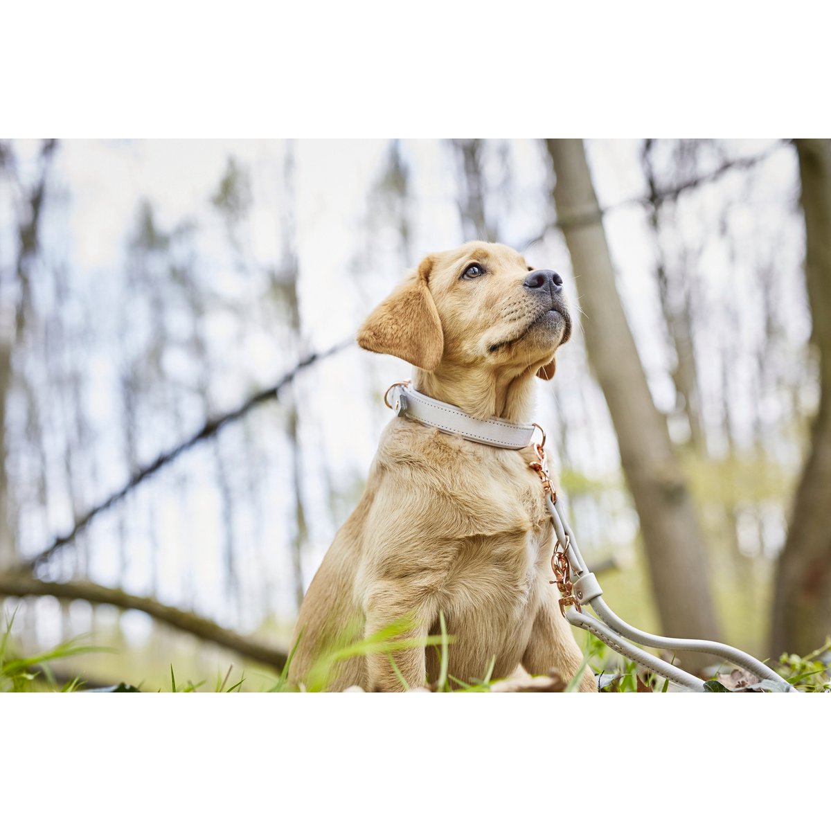 AMICI Light Grey - Elegante Rundleine für modebewusste Hundefreunde - Tiny Paws Boutique