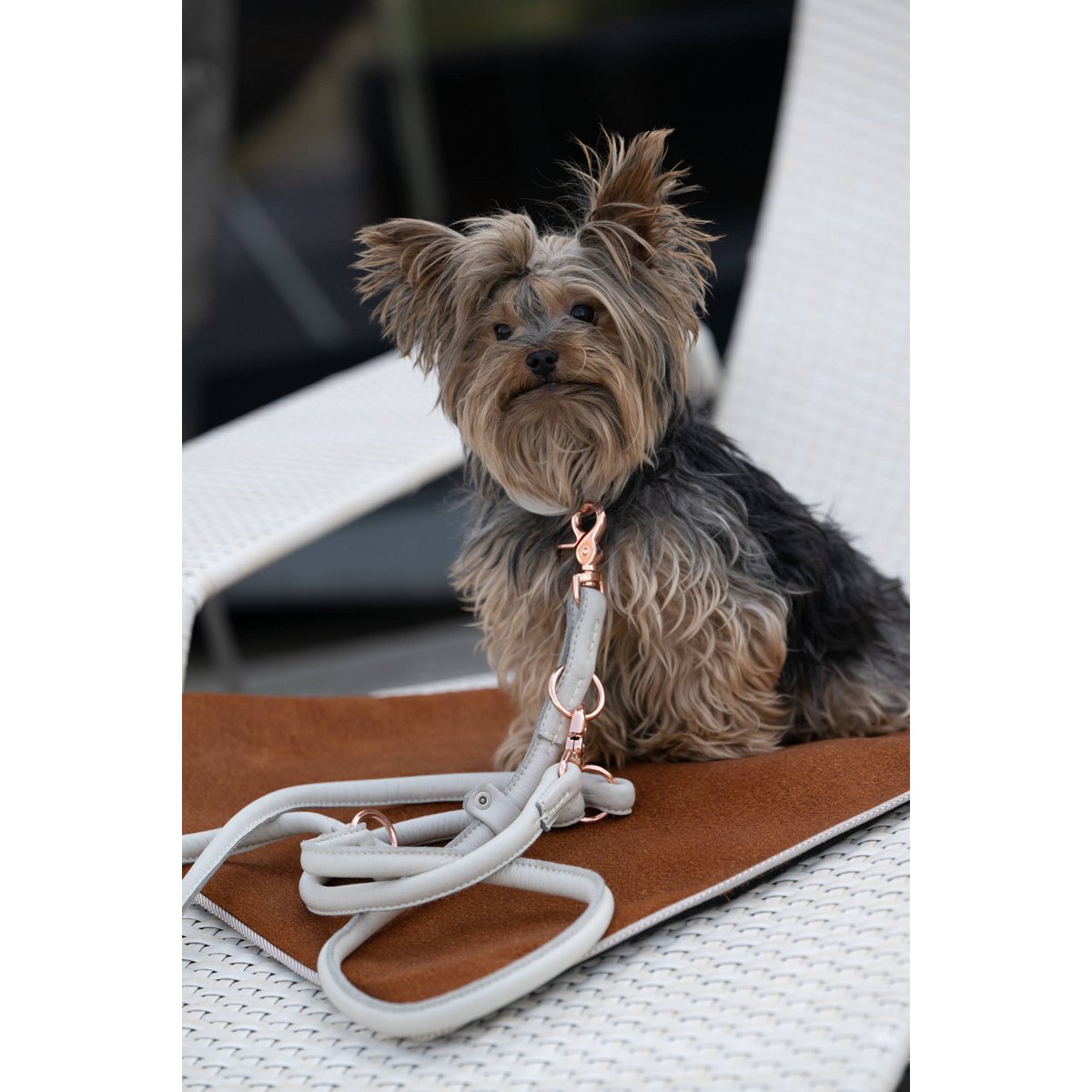 AMICI Light Grey - Elegante Rundleine für modebewusste Hundefreunde - Tiny Paws Boutique