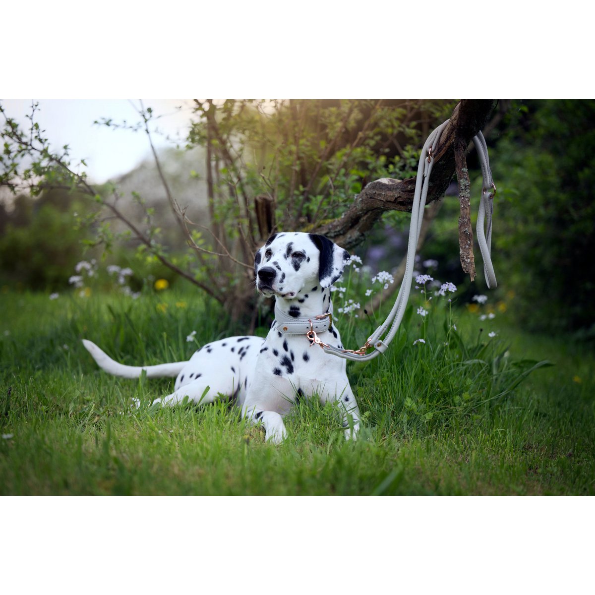 AMICI Light Grey - Elegante Rundleine für modebewusste Hundefreunde - Tiny Paws Boutique