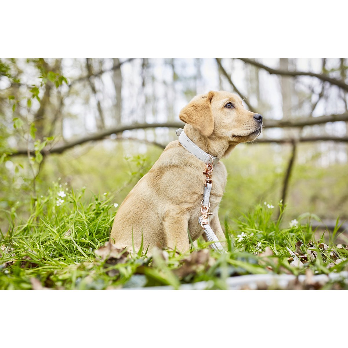 AMICI Light Grey - Elegante Rundleine für modebewusste Hundefreunde - Tiny Paws Boutique
