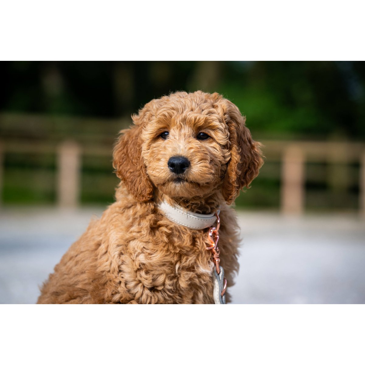 AMICI Light Grey - Elegante Rundleine für modebewusste Hundefreunde - Tiny Paws Boutique