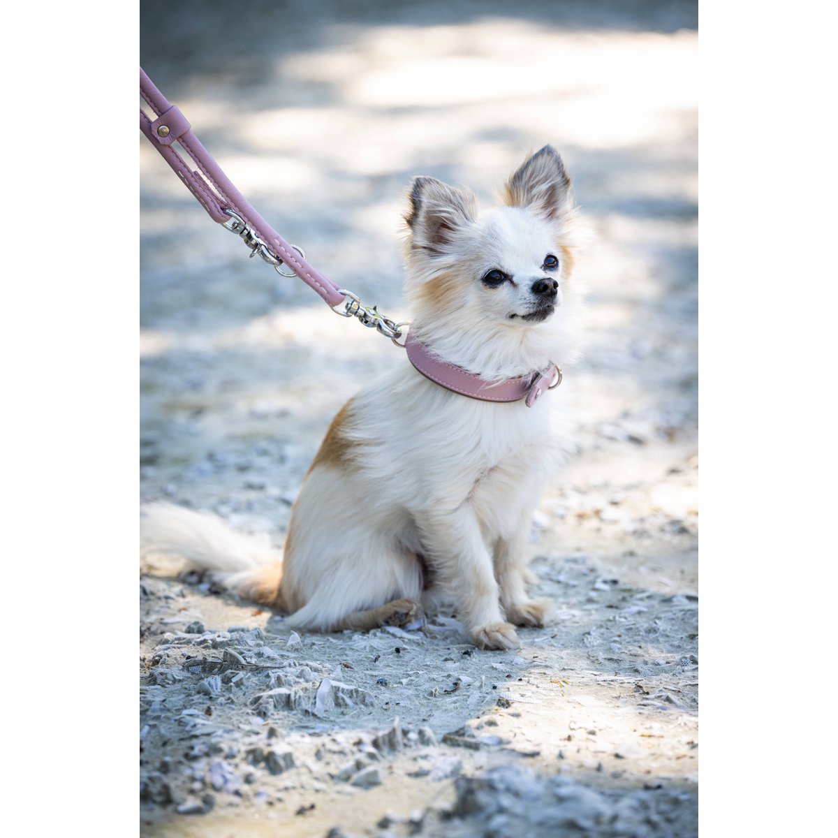 AMICI ROSE - Stilvolles Nappa - Halsband für modebewusste Hundefreunde - Tiny Paws Boutique