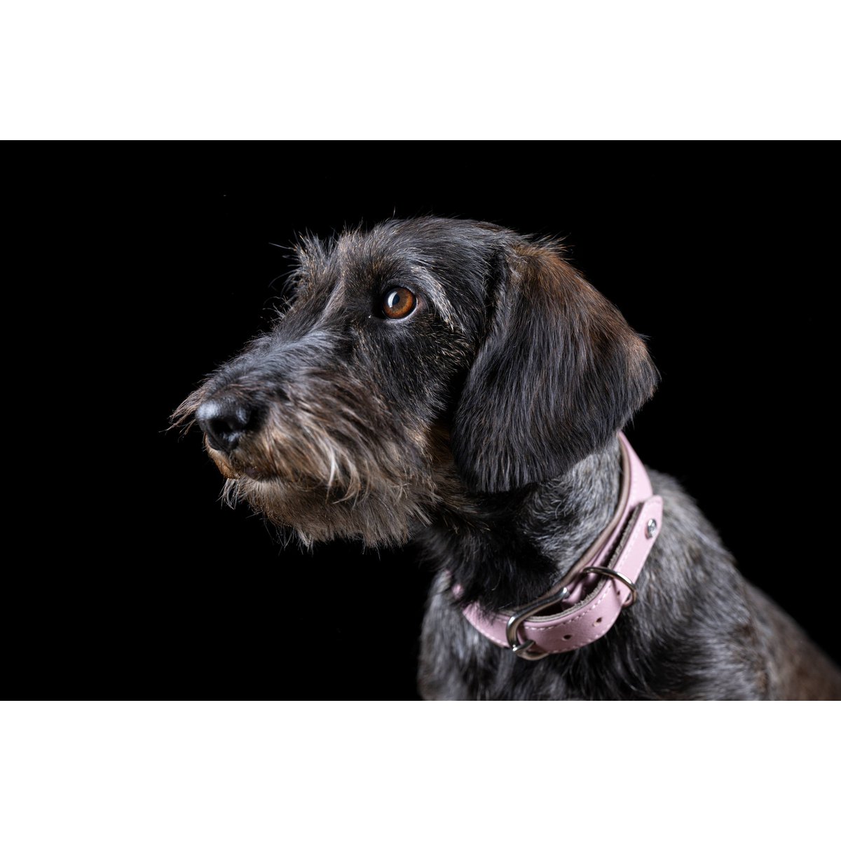 AMICI ROSE - Stilvolles Nappa - Halsband für modebewusste Hundefreunde - Tiny Paws Boutique