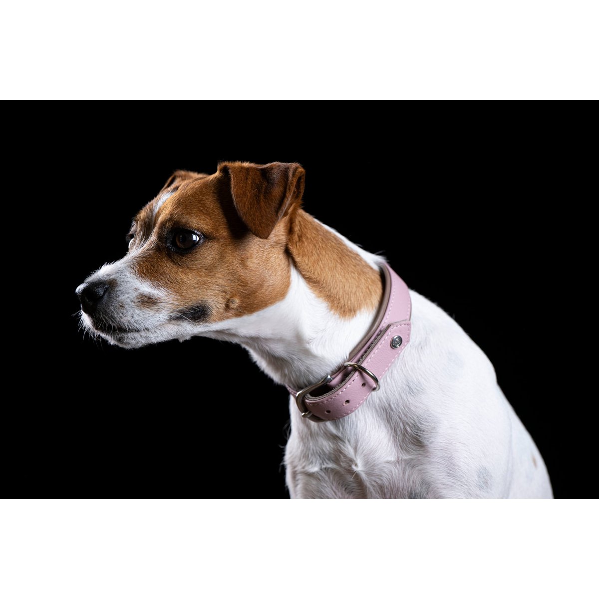 AMICI ROSE - Stilvolles Nappa - Halsband für modebewusste Hundefreunde - Tiny Paws Boutique