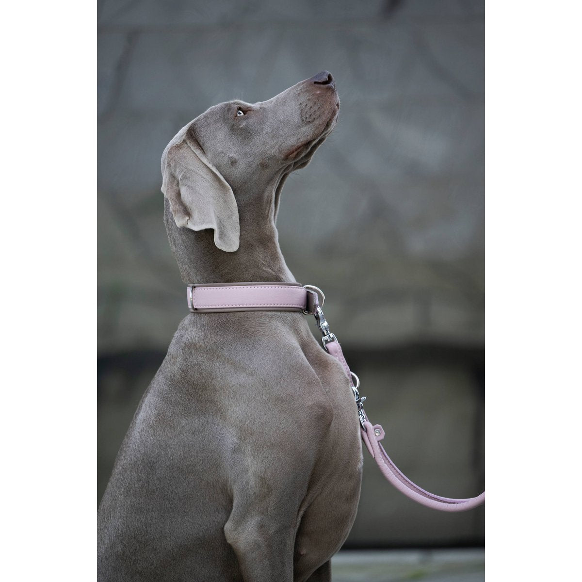 AMICI ROSE - Stilvolles Nappa - Halsband für modebewusste Hundefreunde - Tiny Paws Boutique