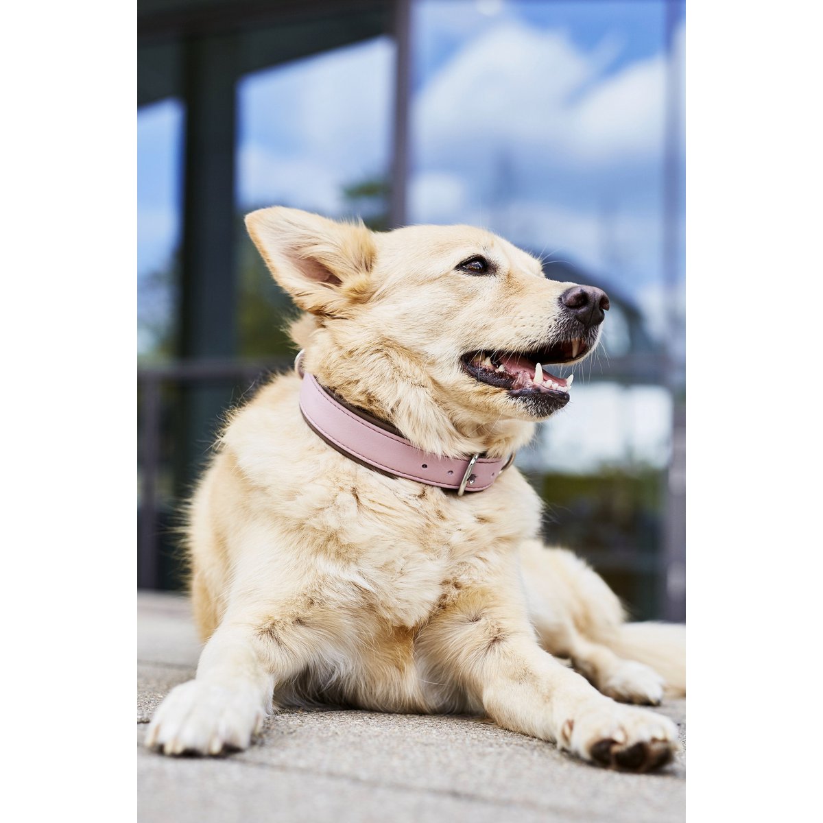 AMICI ROSE - Stilvolles Nappa - Halsband für modebewusste Hundefreunde - Tiny Paws Boutique