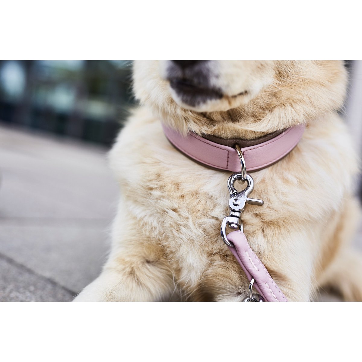 AMICI ROSE - Stilvolles Nappa - Halsband für modebewusste Hundefreunde - Tiny Paws Boutique