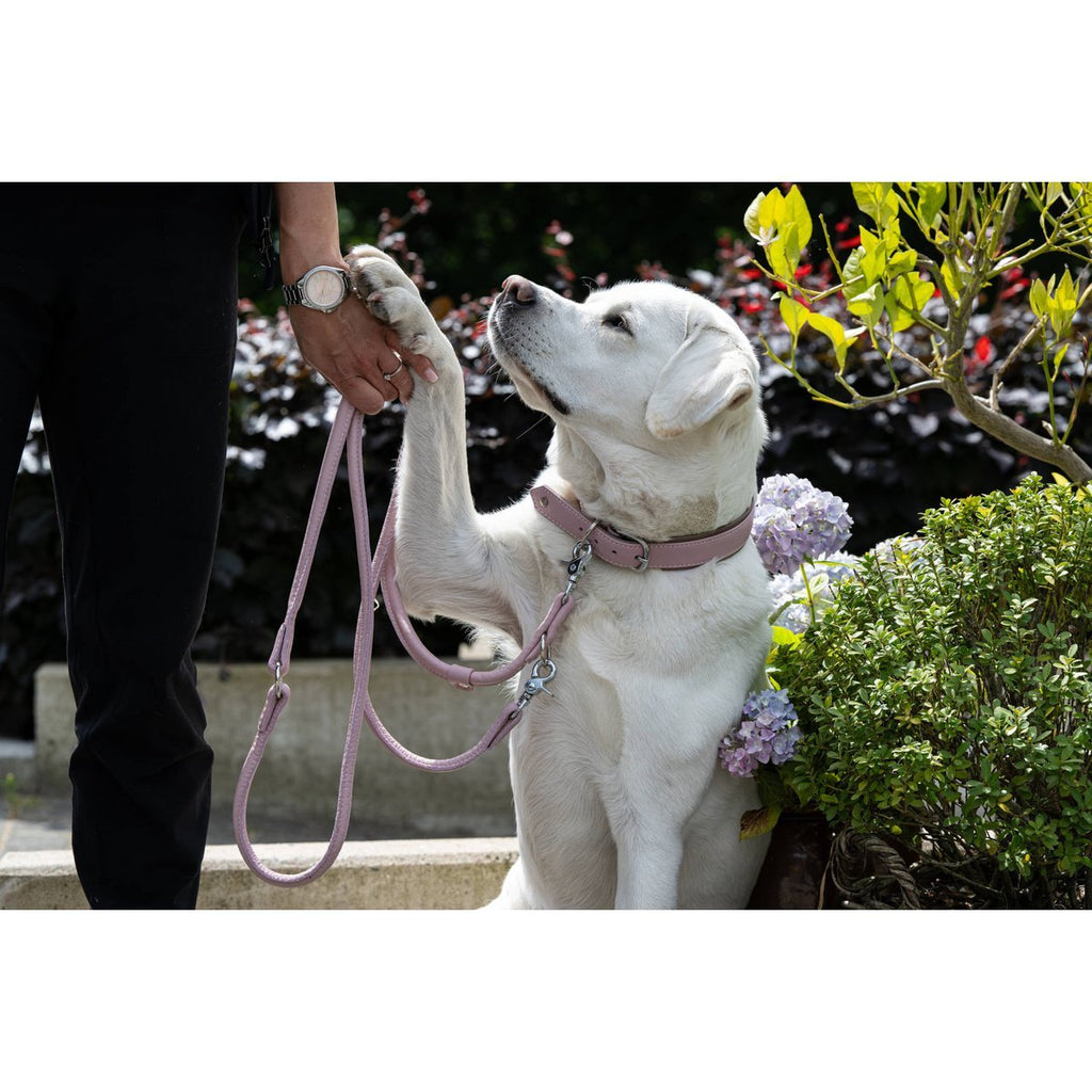 AMICI ROSE - Stilvolles Nappa - Halsband für modebewusste Hundefreunde - Tiny Paws Boutique