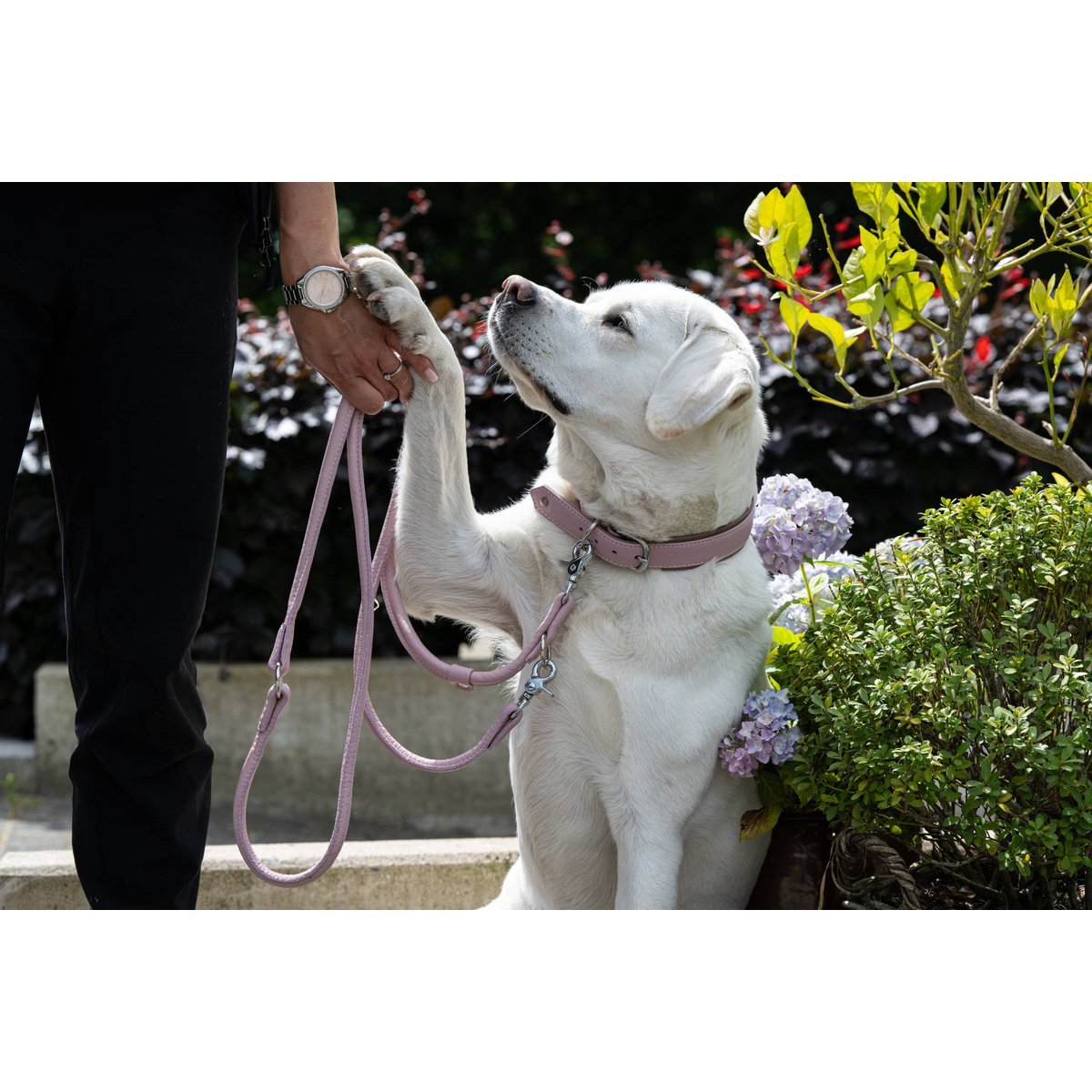 AMICI ROSE - Stilvolles Nappa - Halsband für modebewusste Hundefreunde - Tiny Paws Boutique