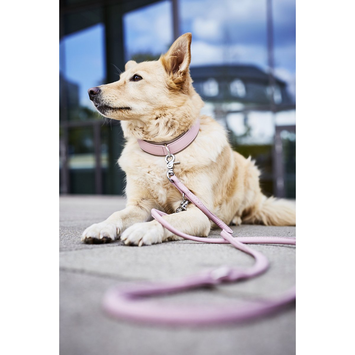 AMICI ROSE - Stilvolles Nappa - Halsband für modebewusste Hundefreunde - Tiny Paws Boutique
