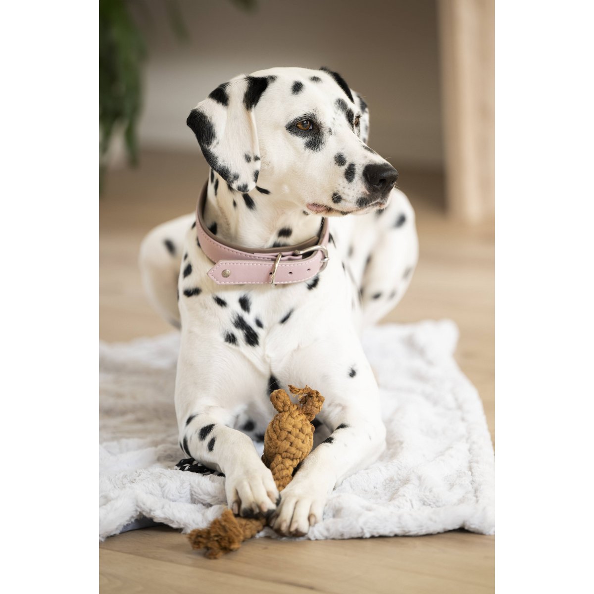 AMICI ROSE - Stilvolles Nappa - Halsband für modebewusste Hundefreunde - Tiny Paws Boutique