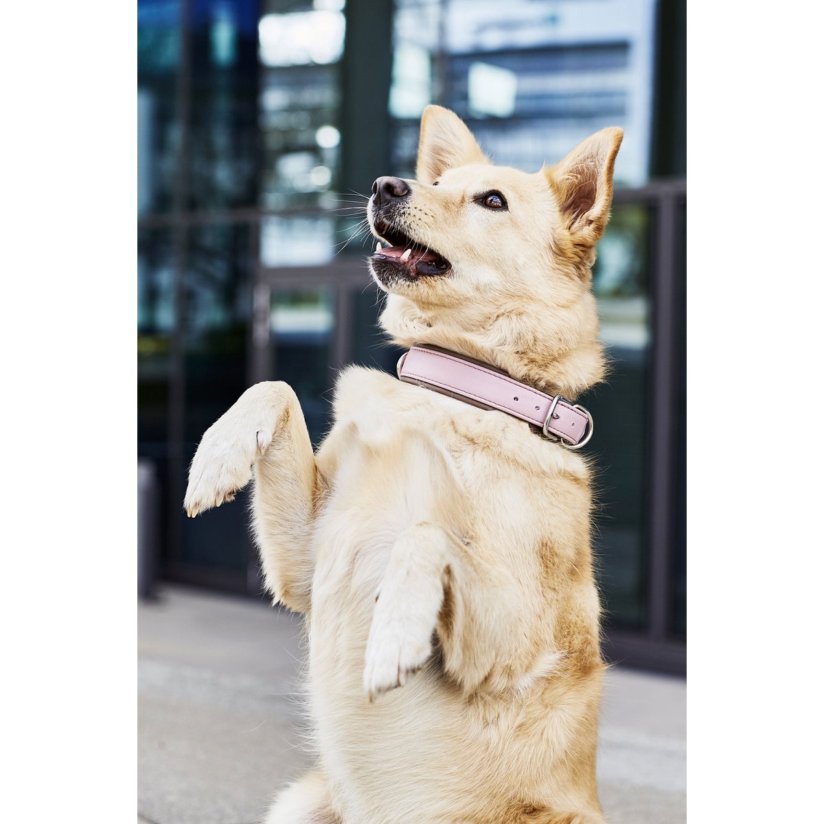 AMICI ROSE - Stilvolles Nappa - Halsband für modebewusste Hundefreunde - Tiny Paws Boutique