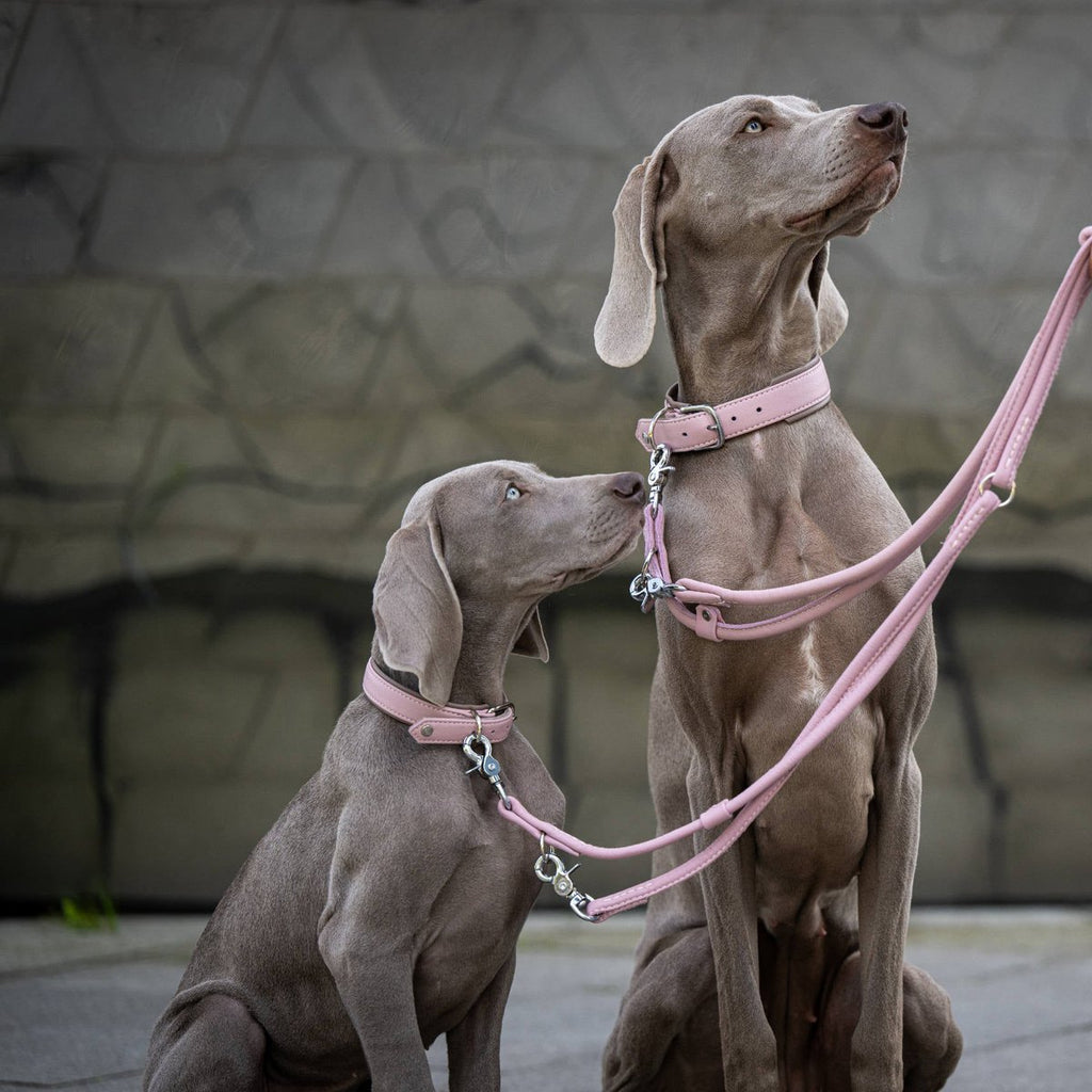 AMICI ROSE - Stilvolles Nappa - Halsband für modebewusste Hundefreunde - Tiny Paws Boutique