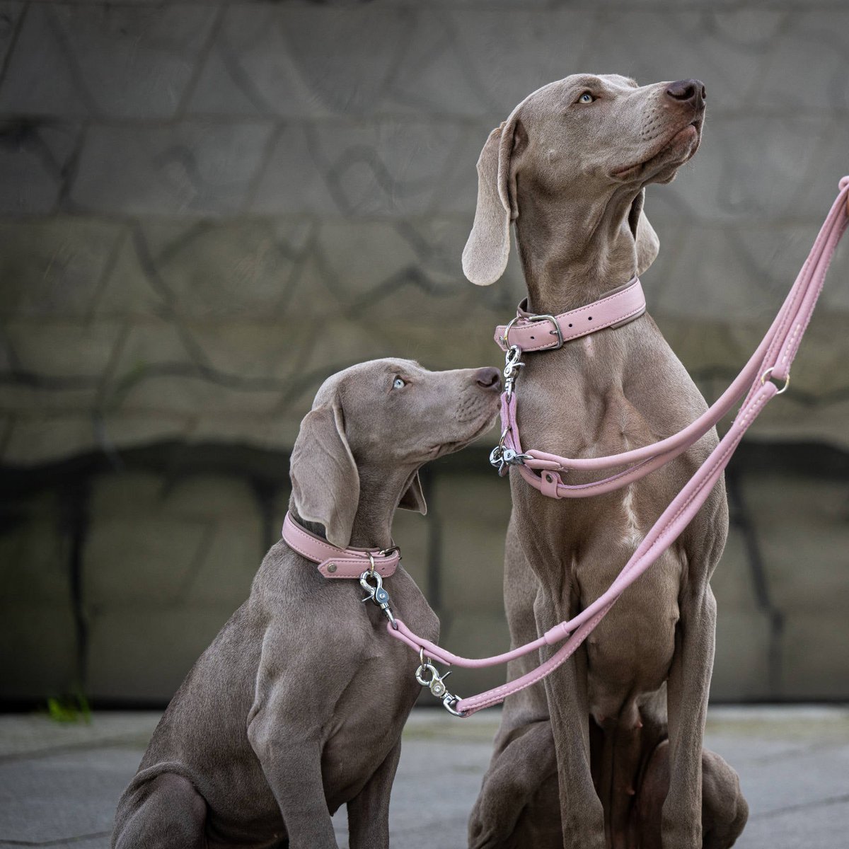 AMICI ROSE - Stilvolles Nappa - Halsband für modebewusste Hundefreunde - Tiny Paws Boutique