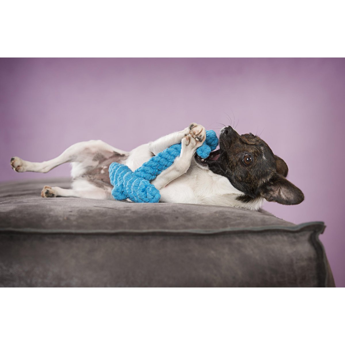 Angela Anker - Kult - Spielzeug für Hunde - Tiny Paws Boutique