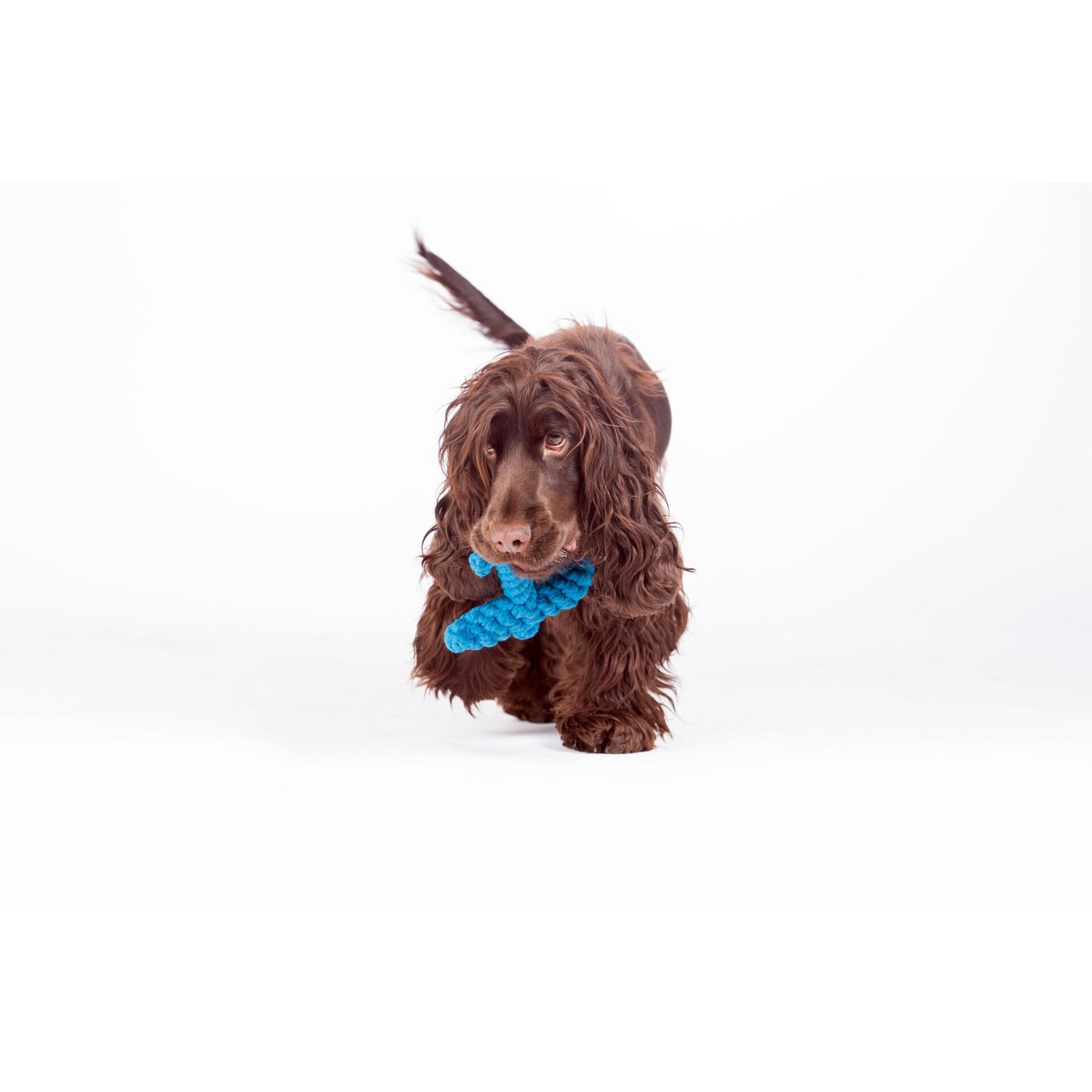 Angela Anker - Kult - Spielzeug für Hunde - Tiny Paws Boutique