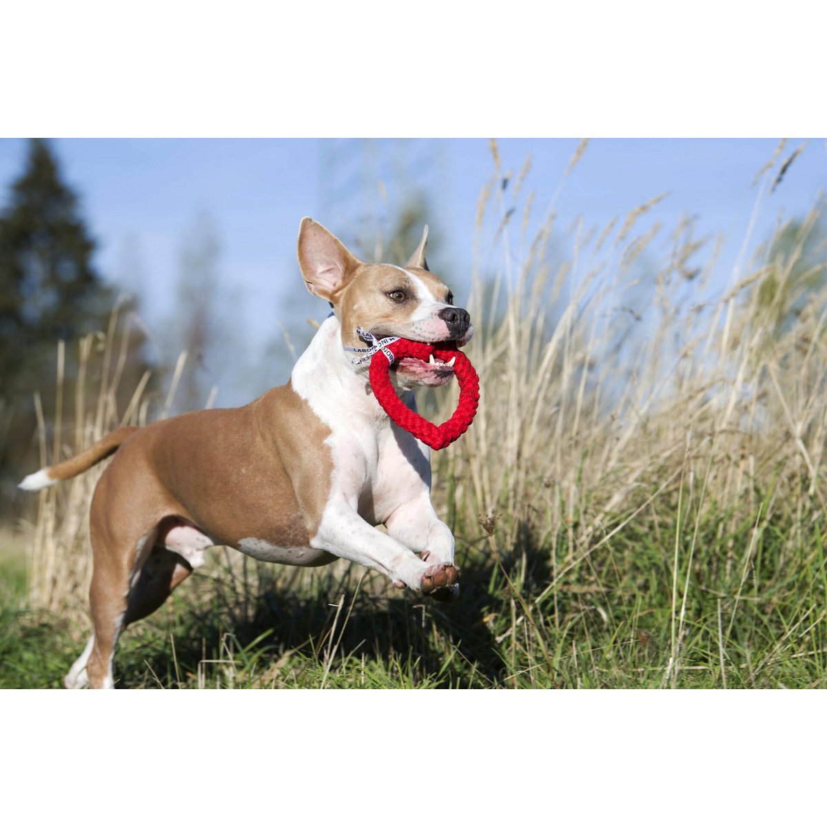 Madame LABONI - Spielzeug-Set für Hunde