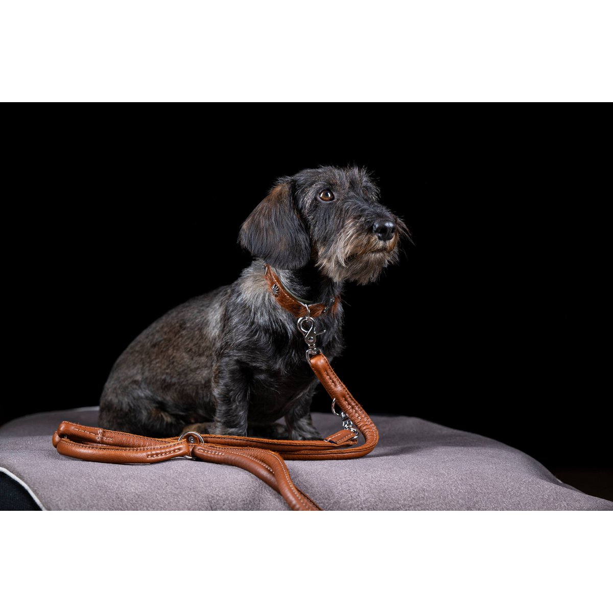 BAVARIA - Exklusives Hundehalsband im aufregenden Material - Mix - Tiny Paws Boutique