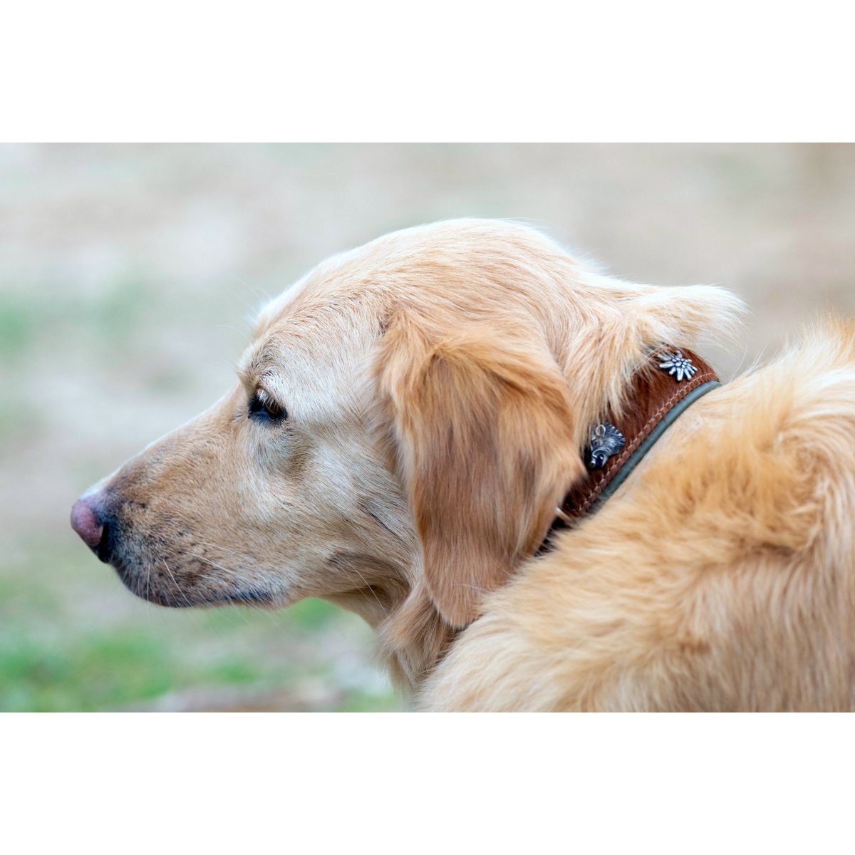 BAVARIA - Exklusives Hundehalsband im aufregenden Material - Mix - Tiny Paws Boutique