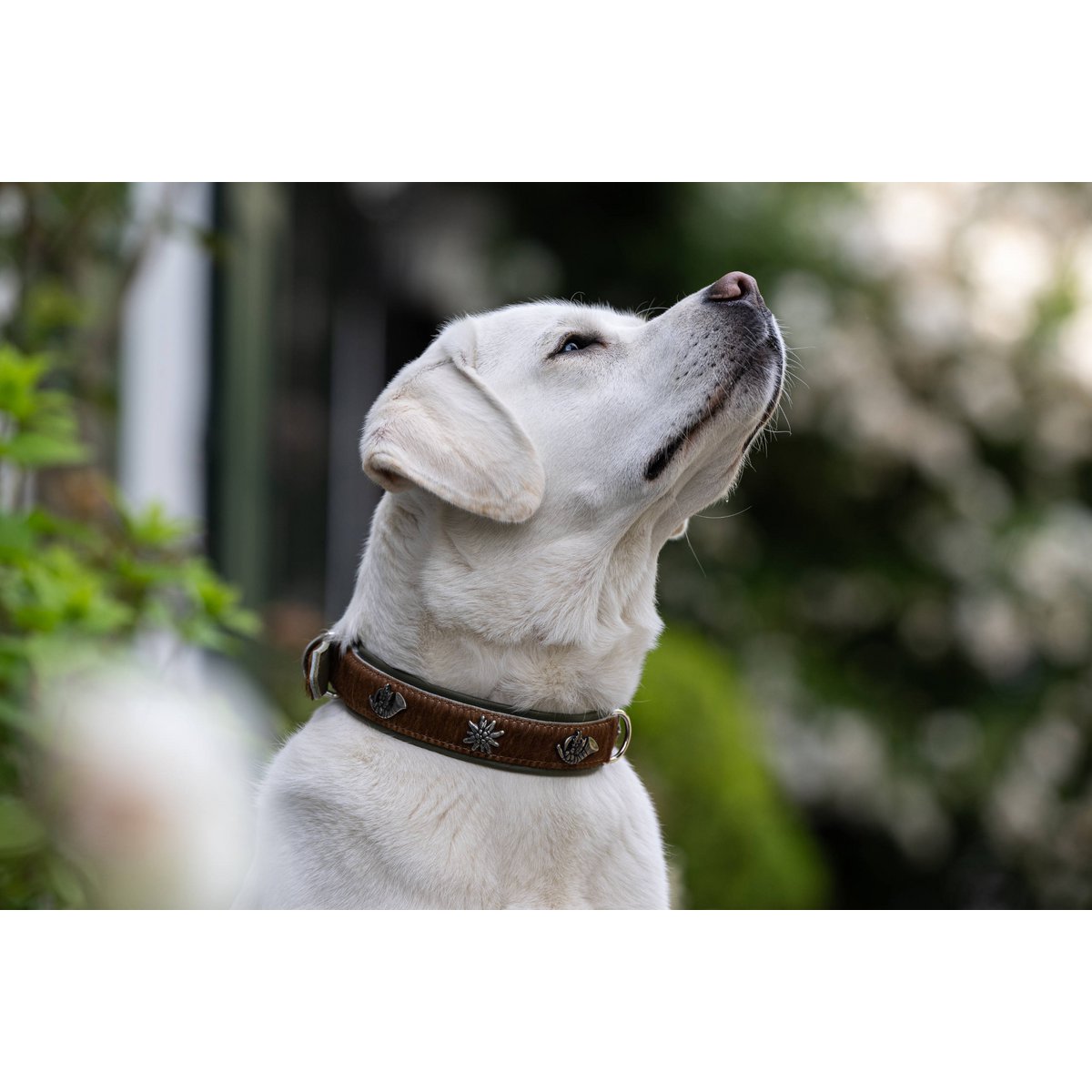 BAVARIA - Exklusives Hundehalsband im aufregenden Material - Mix - Tiny Paws Boutique