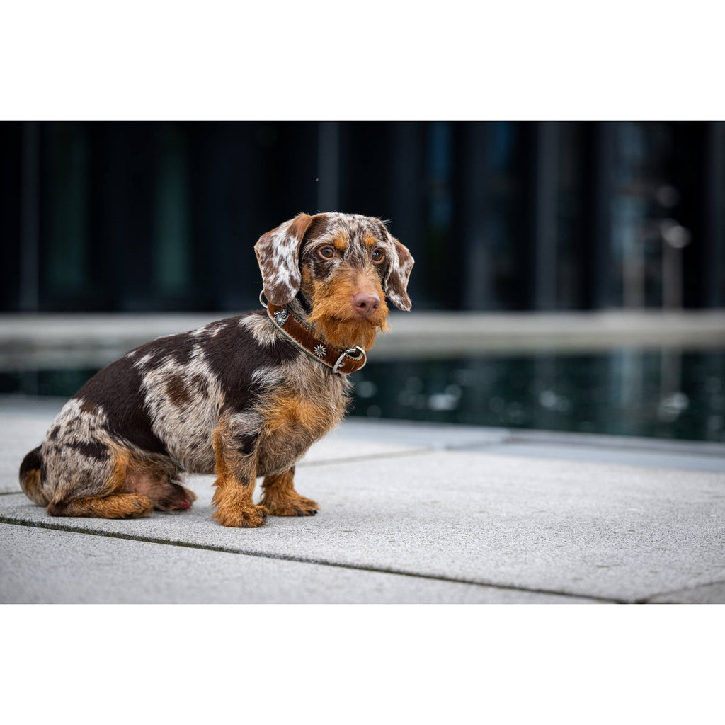 BAVARIA - Exklusives Hundehalsband im aufregenden Material - Mix - Tiny Paws Boutique