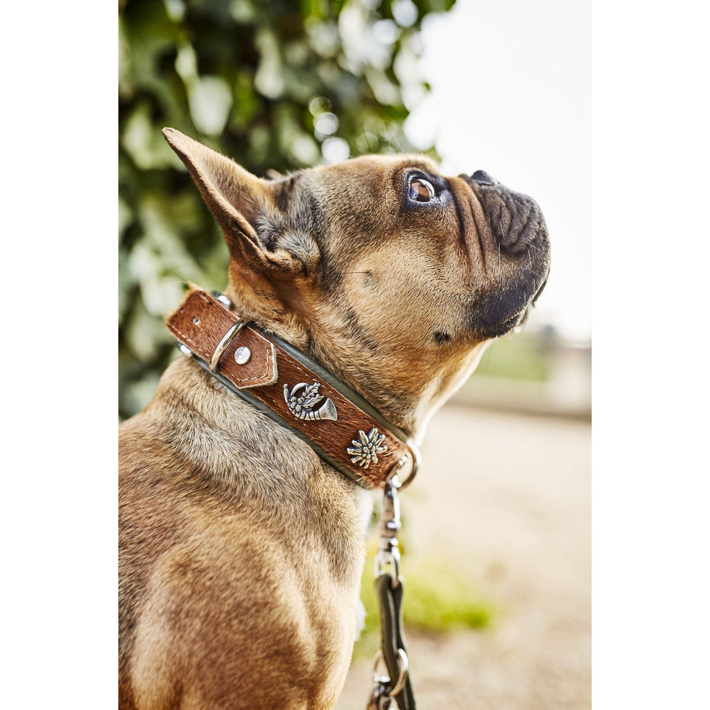 BAVARIA - Exklusives Hundehalsband im aufregenden Material - Mix - Tiny Paws Boutique