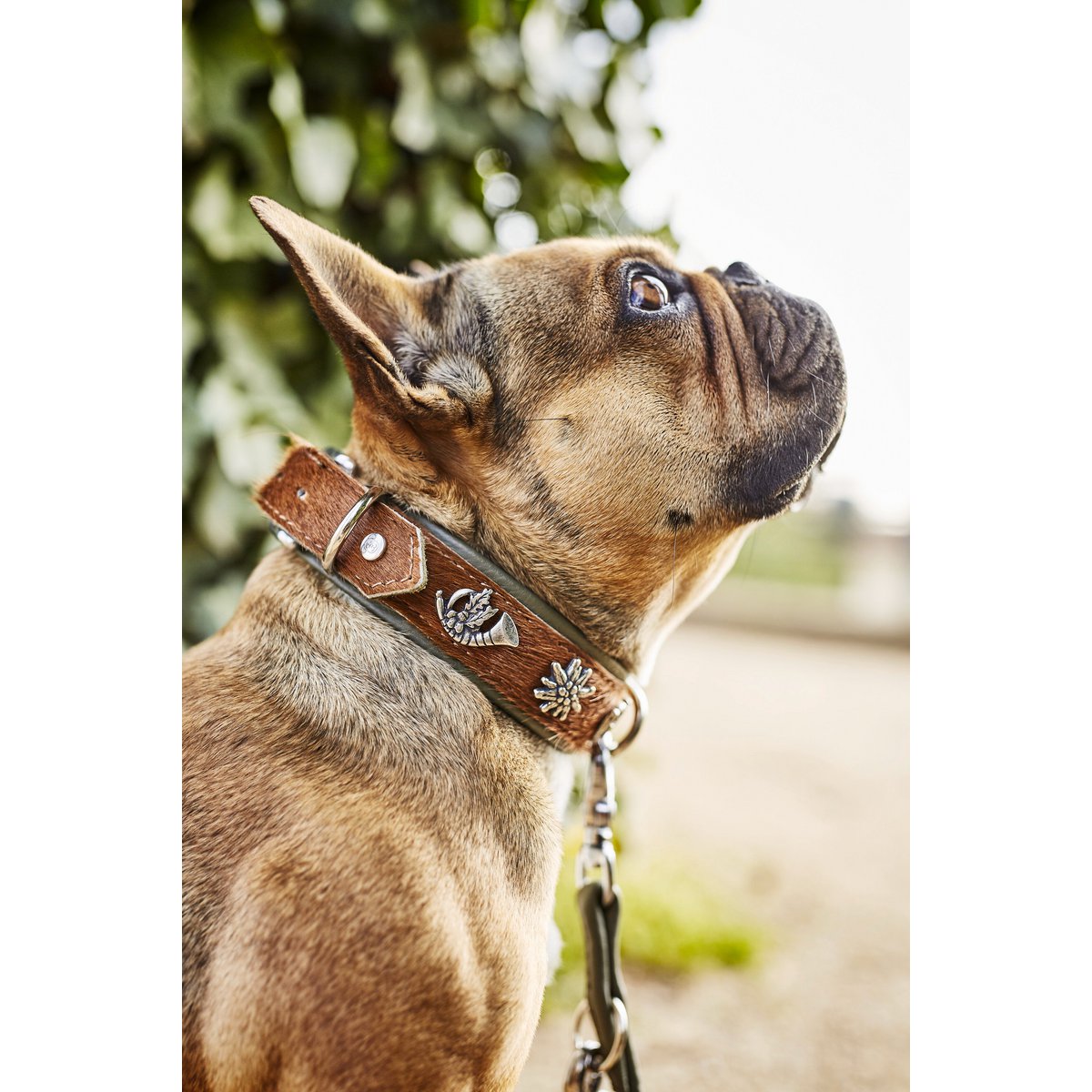 BAVARIA - Exklusives Hundehalsband im aufregenden Material - Mix - Tiny Paws Boutique