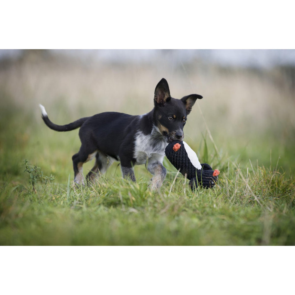 Big Ocean - Spielzeug - Set für Hunde - Tiny Paws Boutique