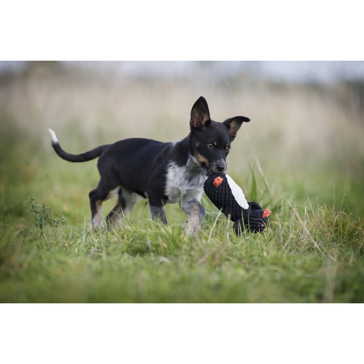 Big Ocean - Spielzeug - Set für Hunde - Tiny Paws Boutique