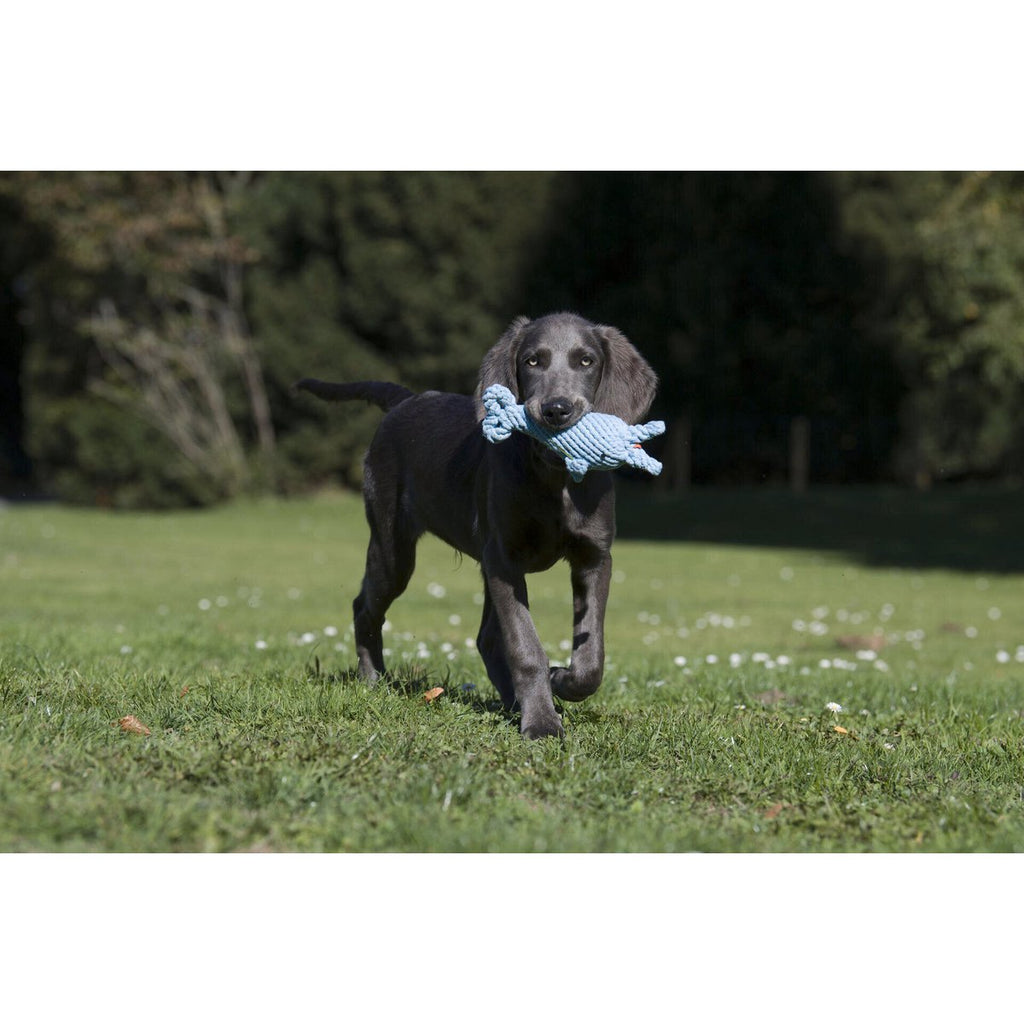 Big Ocean - Spielzeug - Set für Hunde - Tiny Paws Boutique