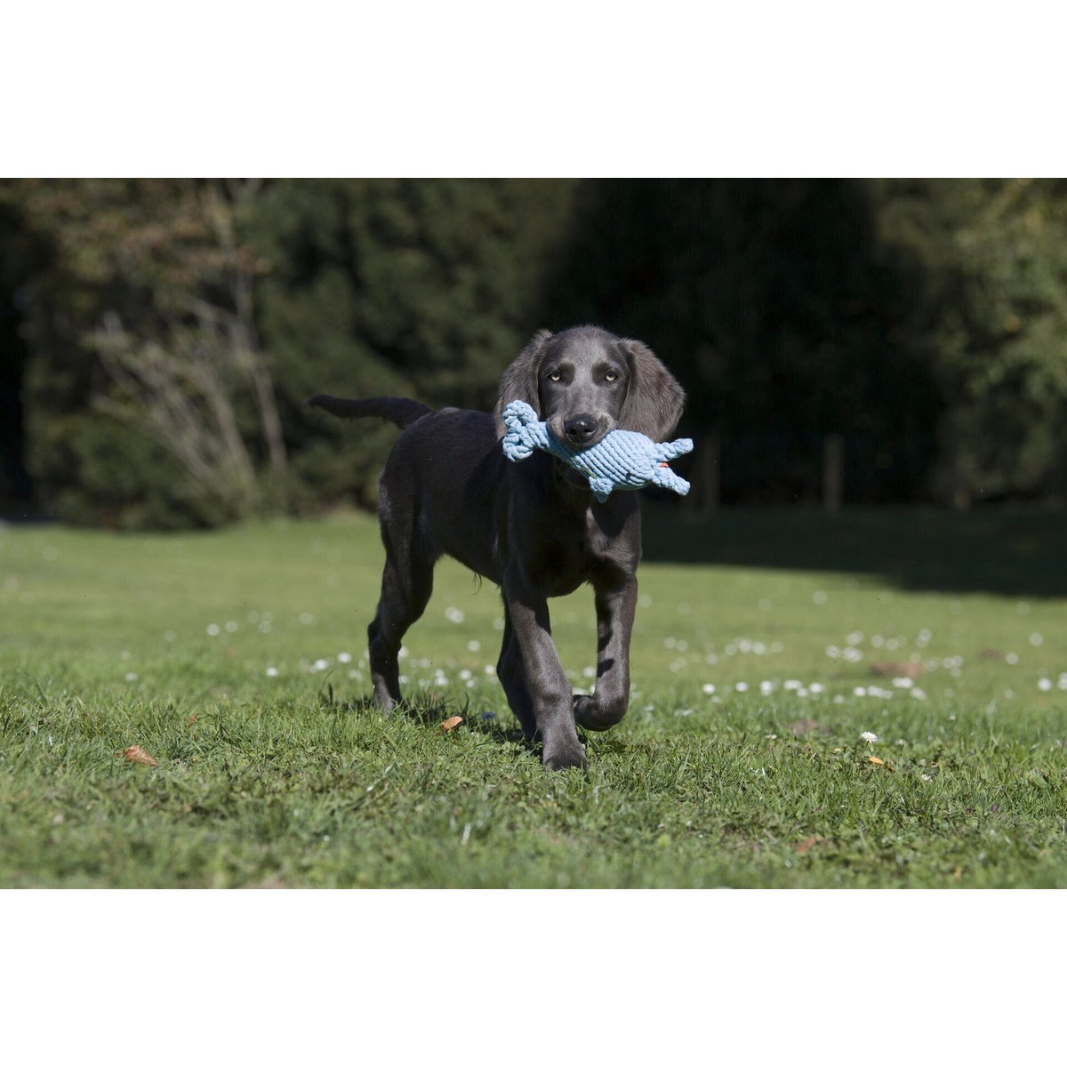 Big Ocean - Spielzeug - Set für Hunde - Tiny Paws Boutique