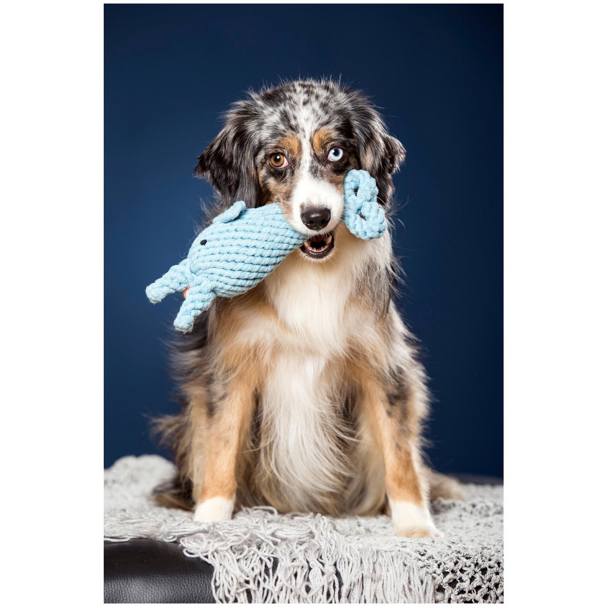 Big Ocean - Spielzeug - Set für Hunde - Tiny Paws Boutique