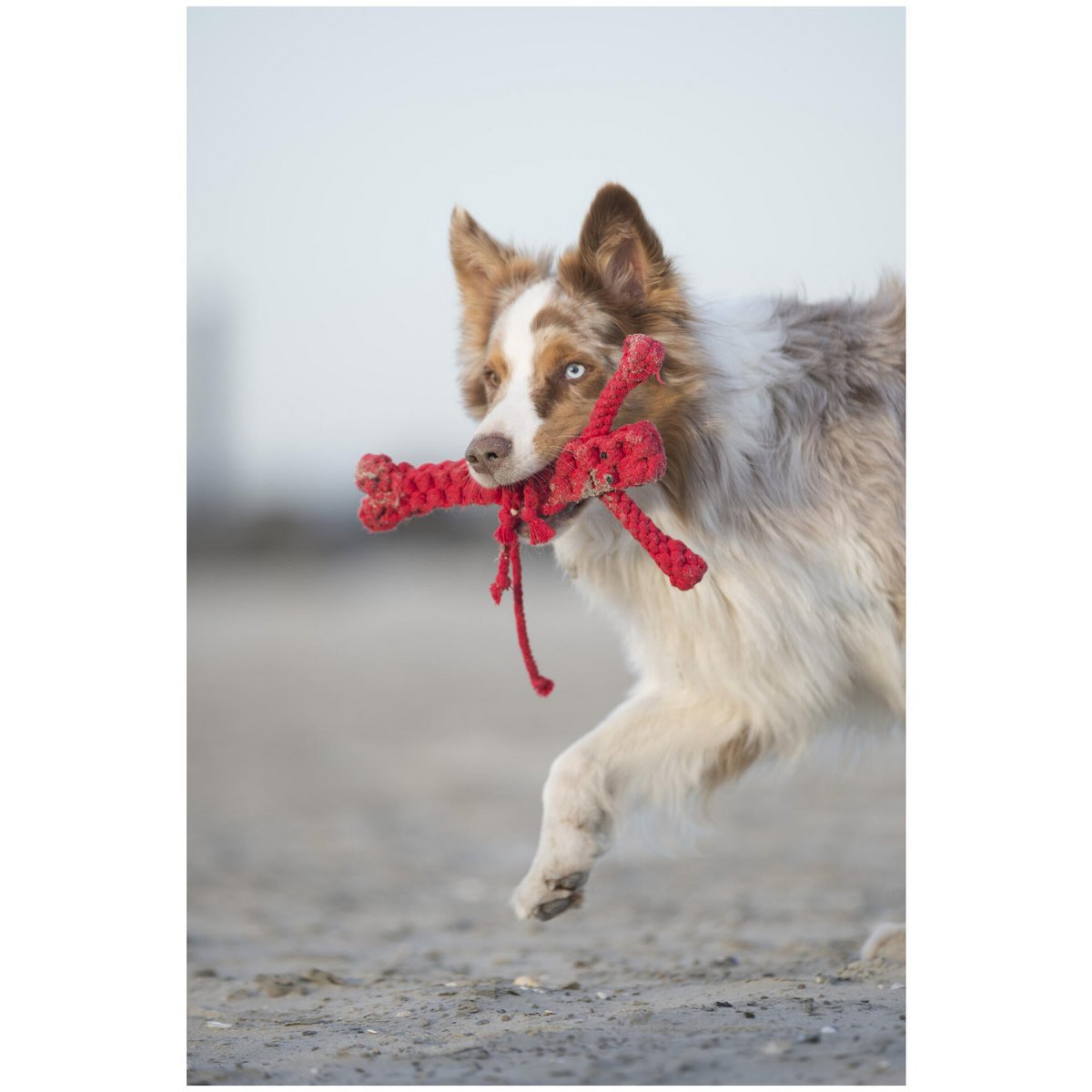 Big Ocean - Spielzeug - Set für Hunde - Tiny Paws Boutique