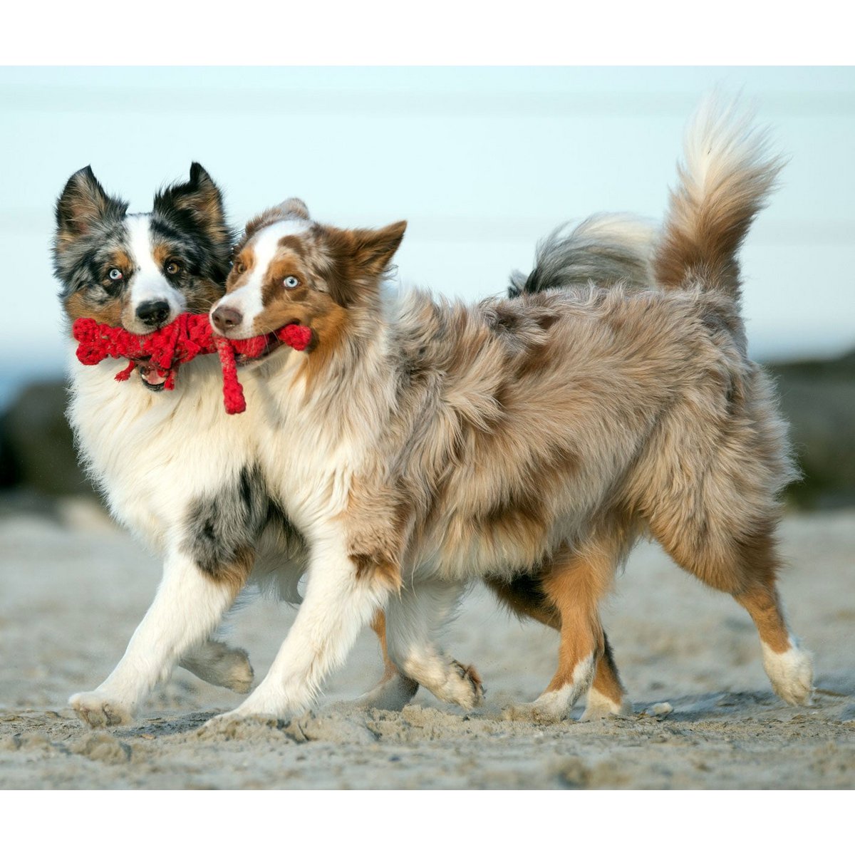 Big Ocean - Spielzeug - Set für Hunde - Tiny Paws Boutique