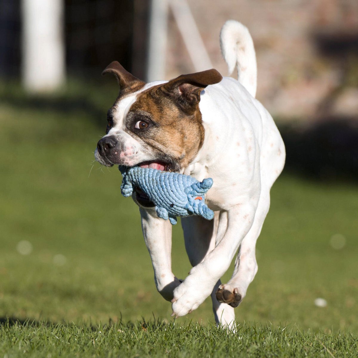 Big Ocean - Spielzeug - Set für Hunde - Tiny Paws Boutique