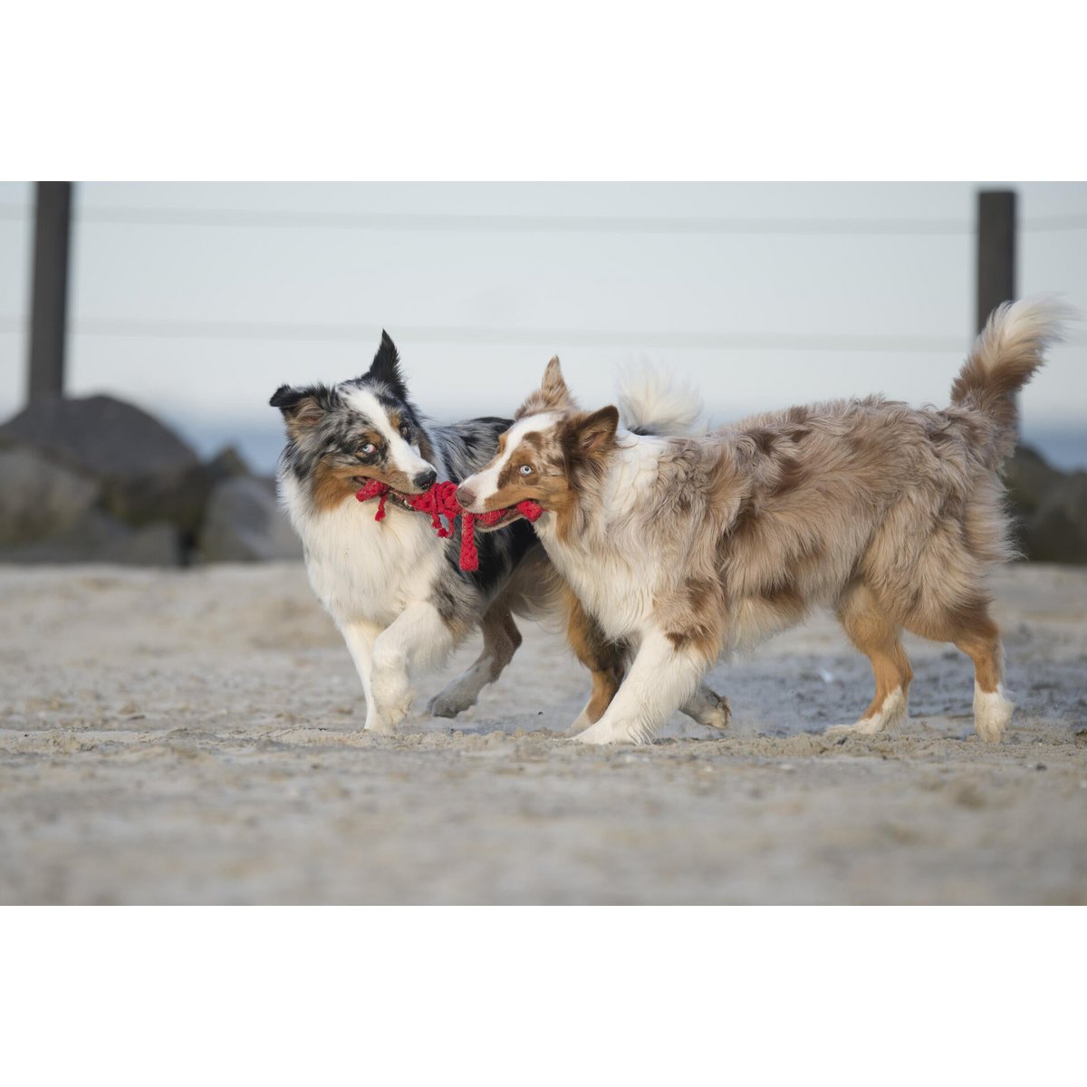 Big Ocean - Spielzeug - Set für Hunde - Tiny Paws Boutique